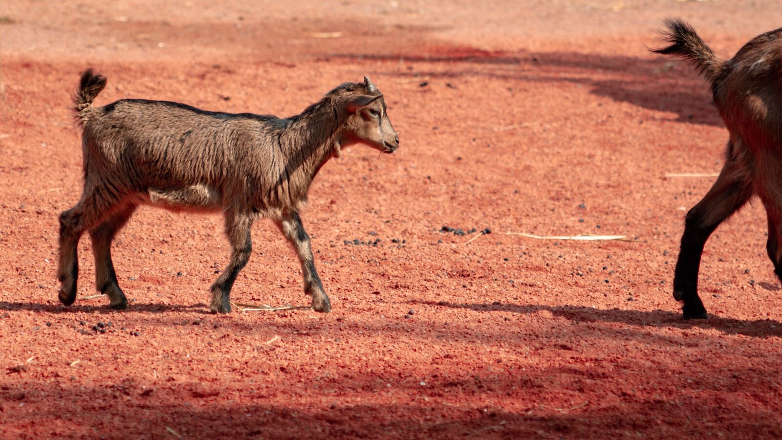 Canon EF 70-300 F4-5.6 IS II USM sample photo. Goat, africa, cute photography