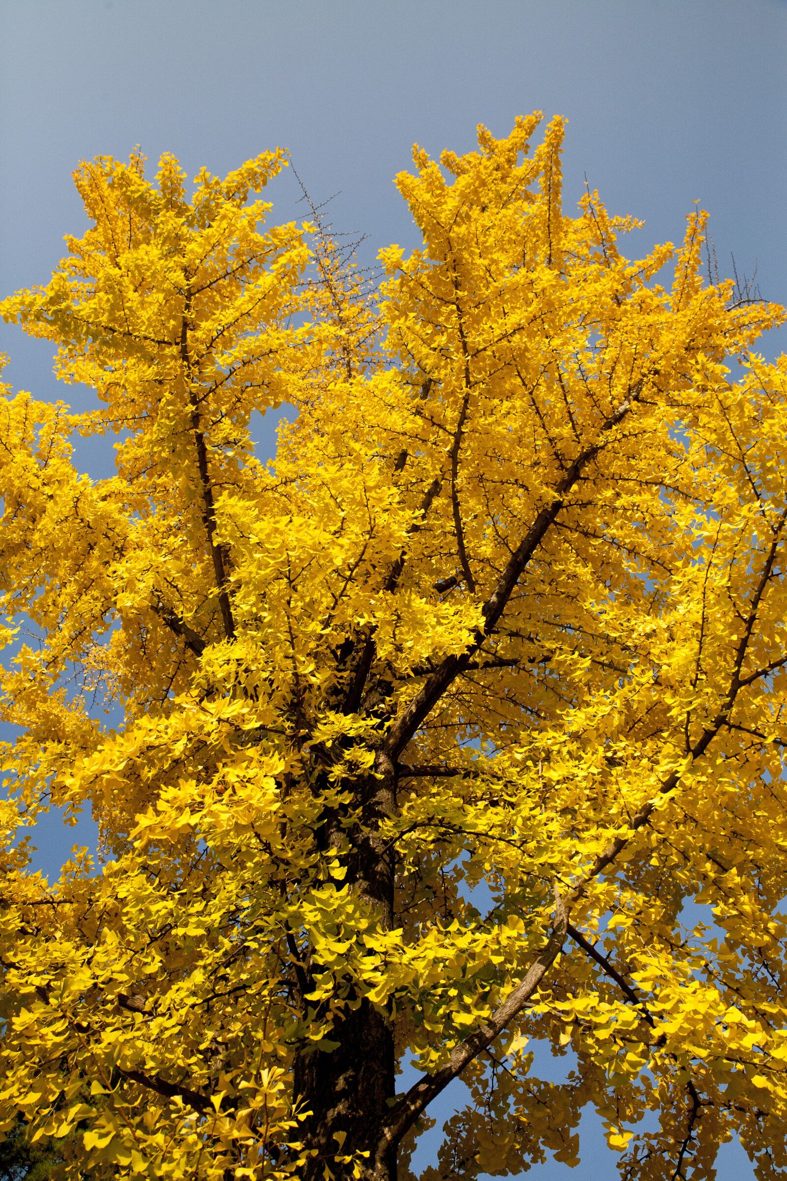 Canon EOS 5D sample photo. Leaves, ginkgo, nature photography