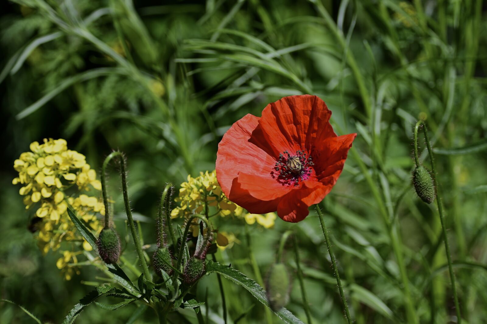 Nikon Z6 sample photo. Poppy, klatschmohn, poppy flower photography