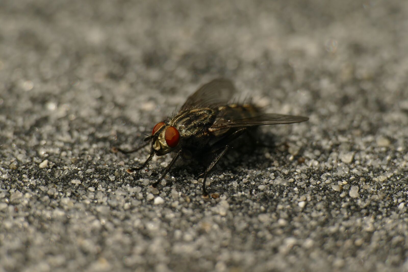 Panasonic Lumix DMC-FZ1000 sample photo. Fly, macro, compound eyes photography