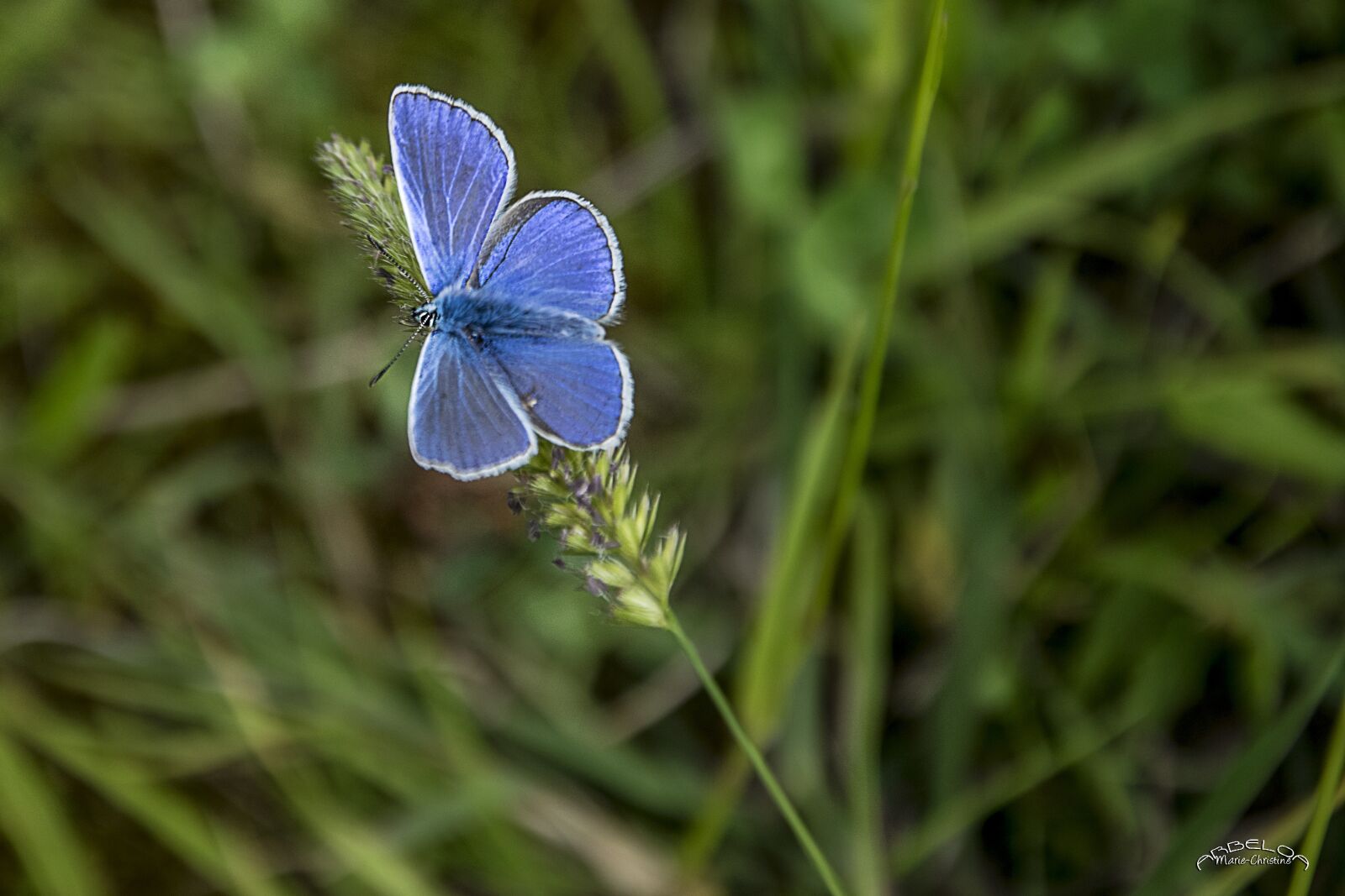 Nikon D5300 sample photo. Butterfly, blue, insects photography