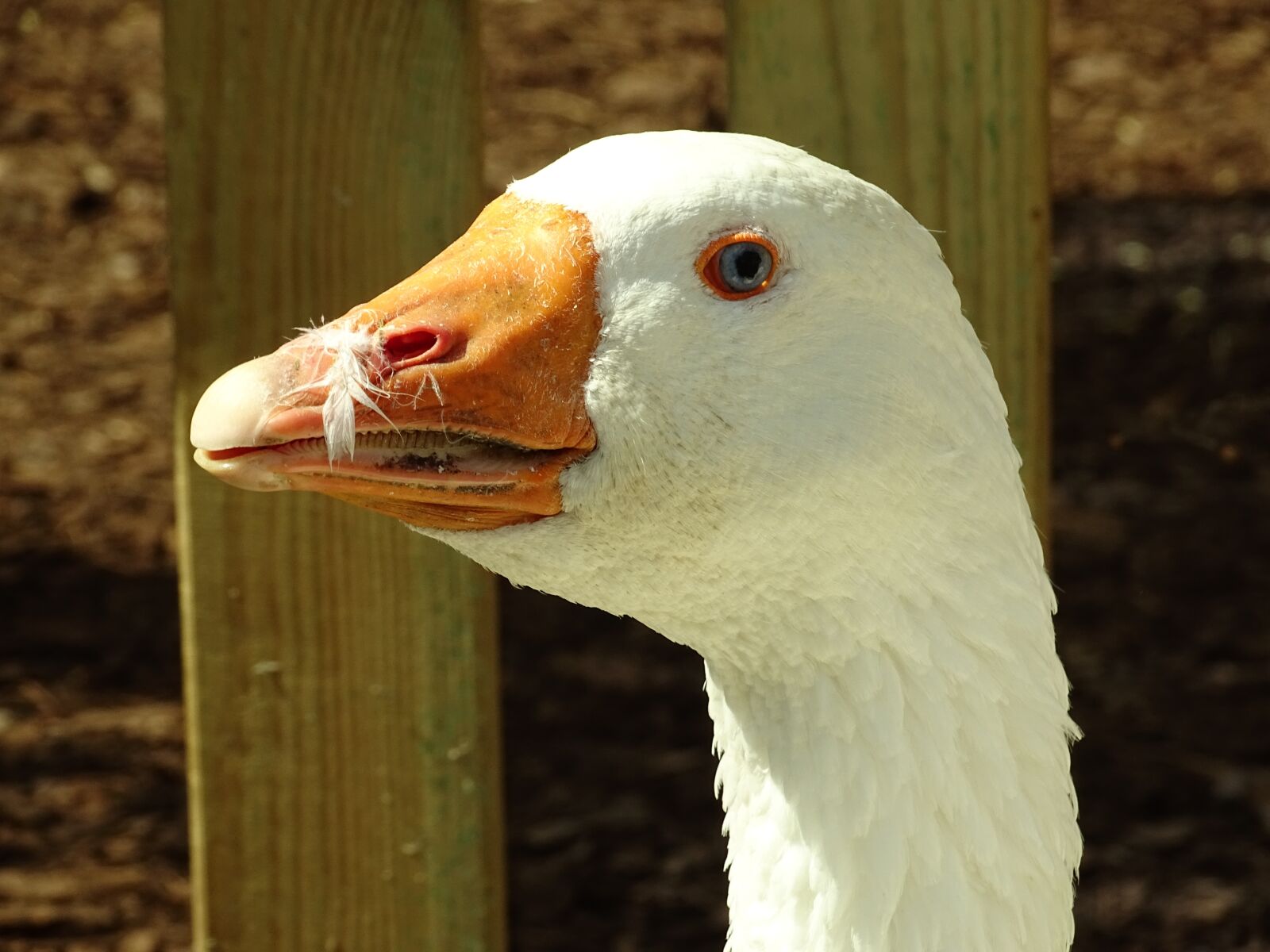 Sony Cyber-shot DSC-HX400V sample photo. Goose, animals, poultry photography