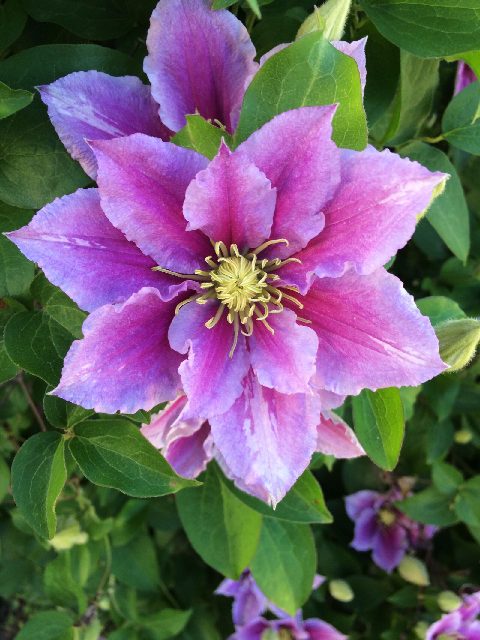 Apple iPhone 5s sample photo. Clematis, flower, purple photography