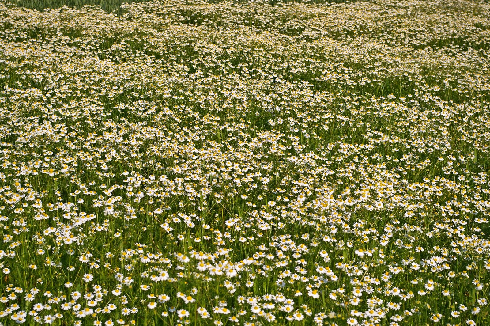 Pentax *ist DL2 sample photo. Chamomile, chamomile blossoms, medicinal photography