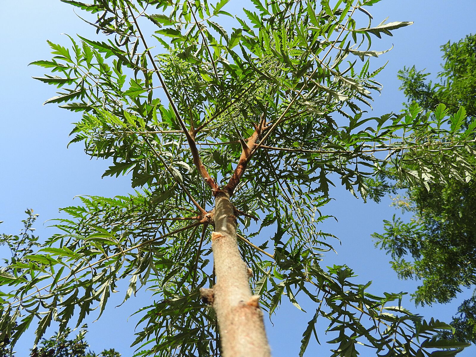 Nikon Coolpix P610 sample photo. Tree, green plant, leaves photography