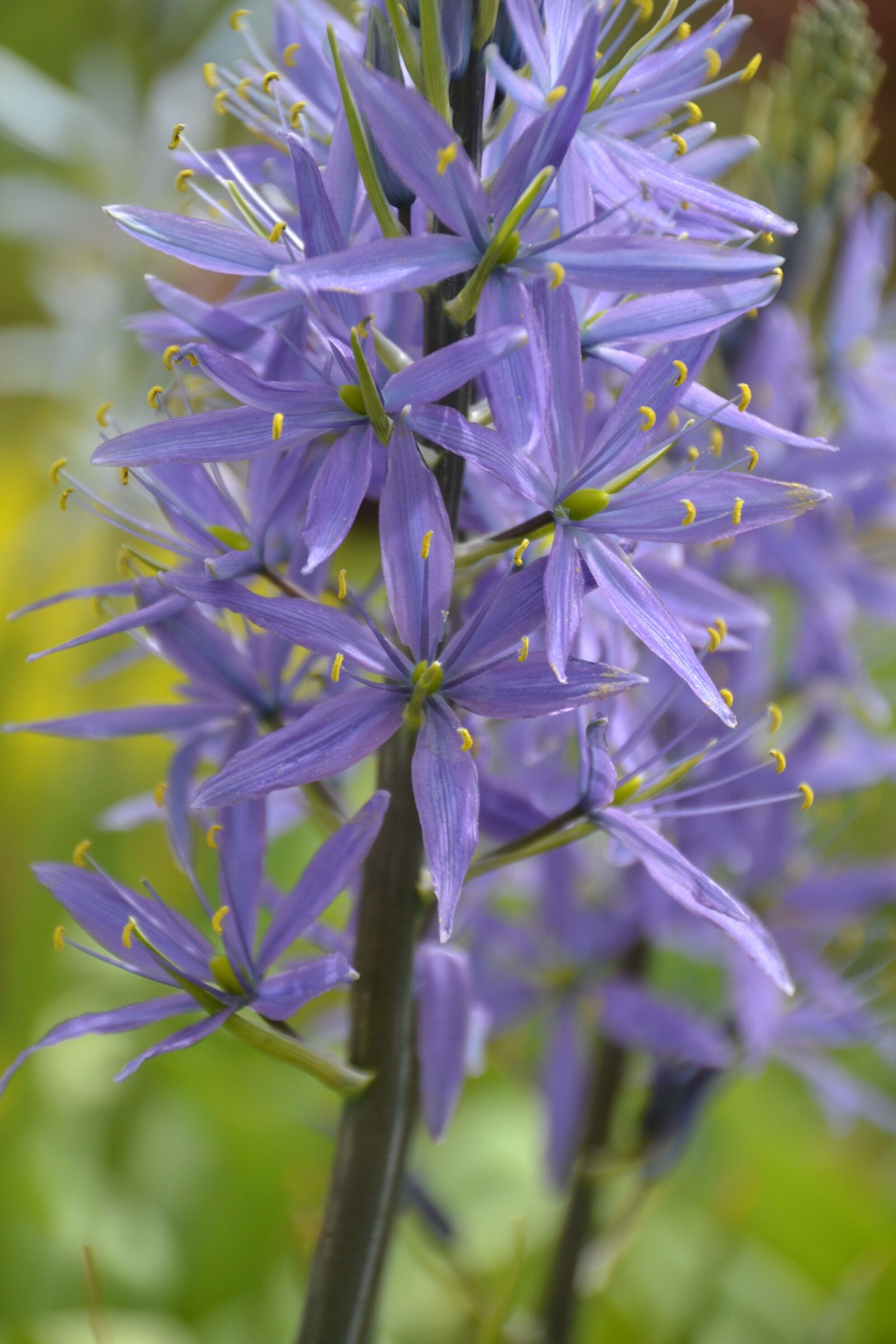 Nikon D3100 sample photo. Camassia, camassia leichtlinii caerulea photography