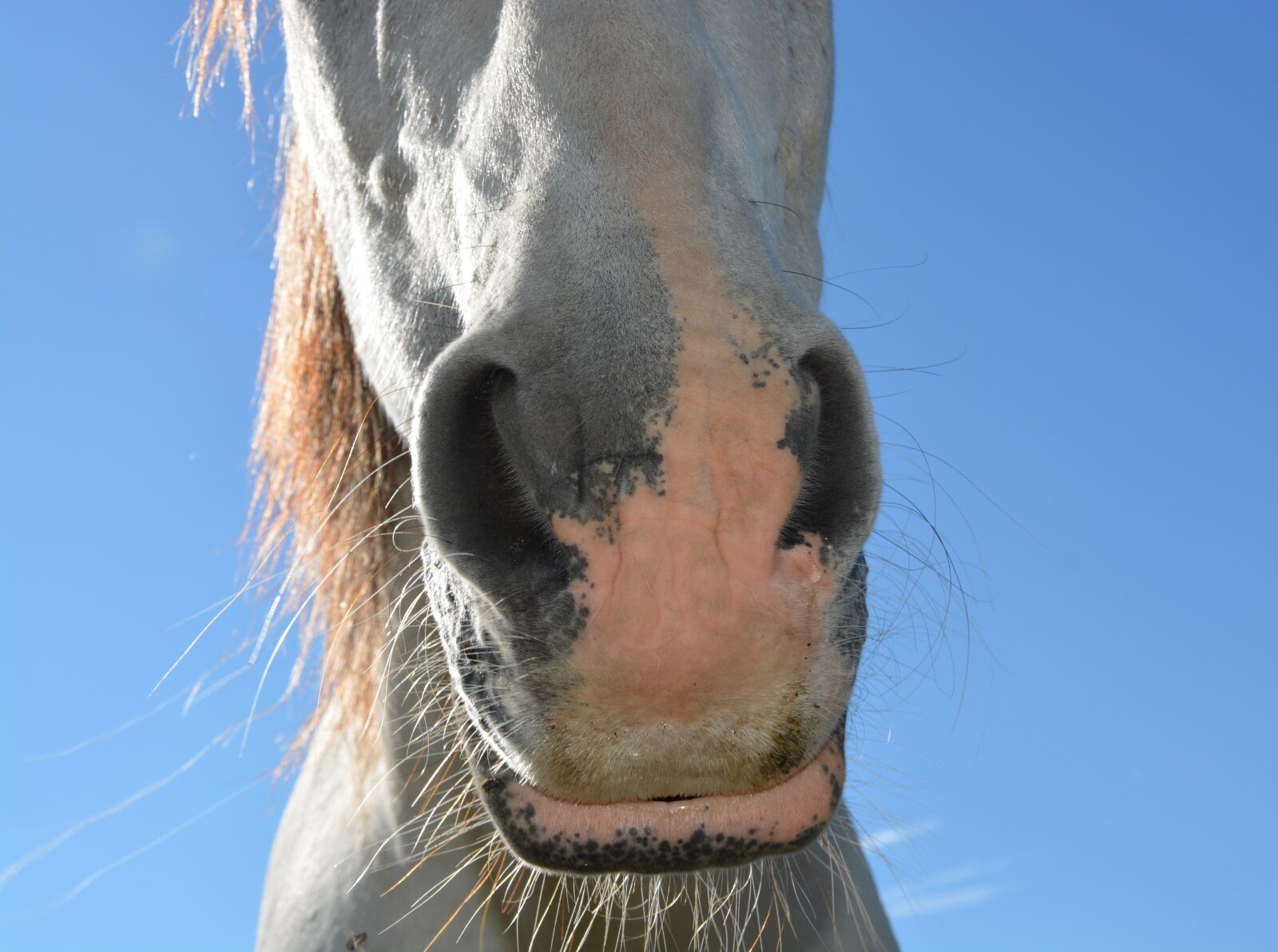 Nikon D5200 sample photo. Horse, nostril of a photography