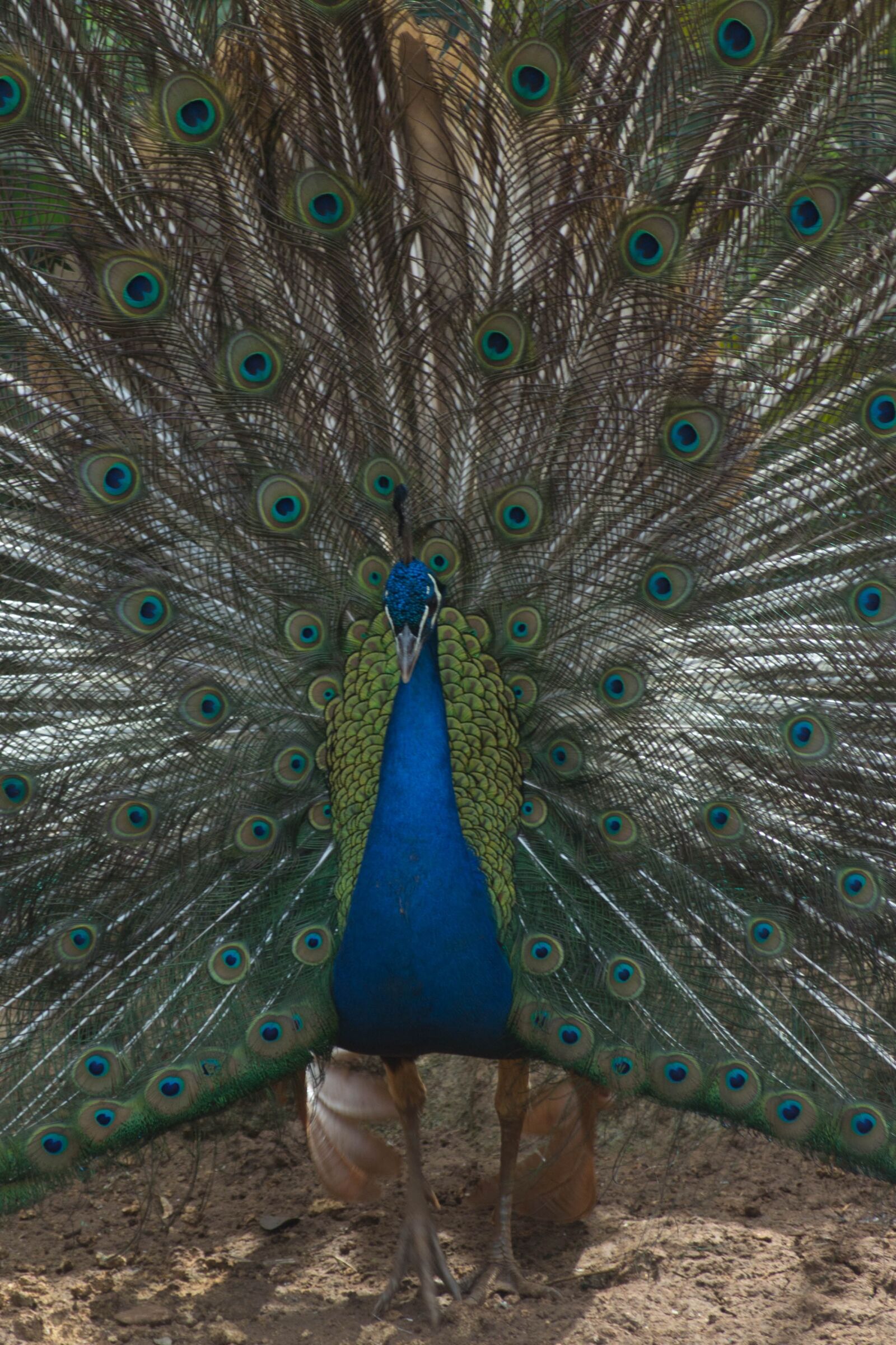 Canon EOS 650D (EOS Rebel T4i / EOS Kiss X6i) sample photo. Peacock, tail, colors photography