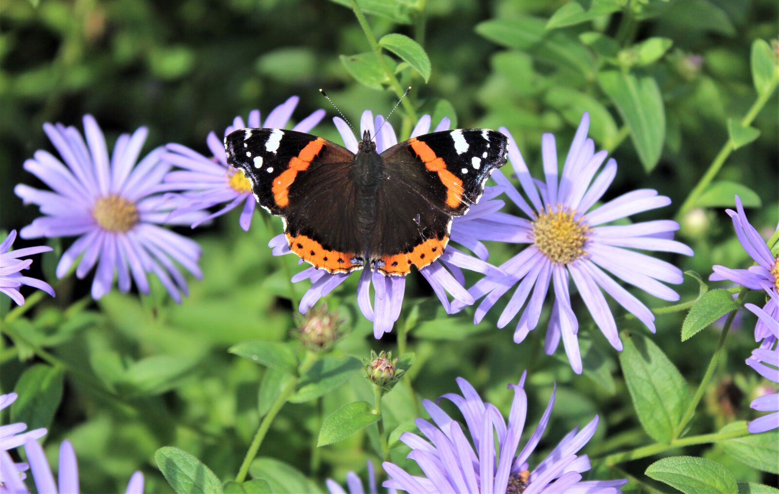 Canon EOS 4000D (EOS Rebel T100 / EOS 3000D) sample photo. Butterfly, admiral, nymphalidae photography