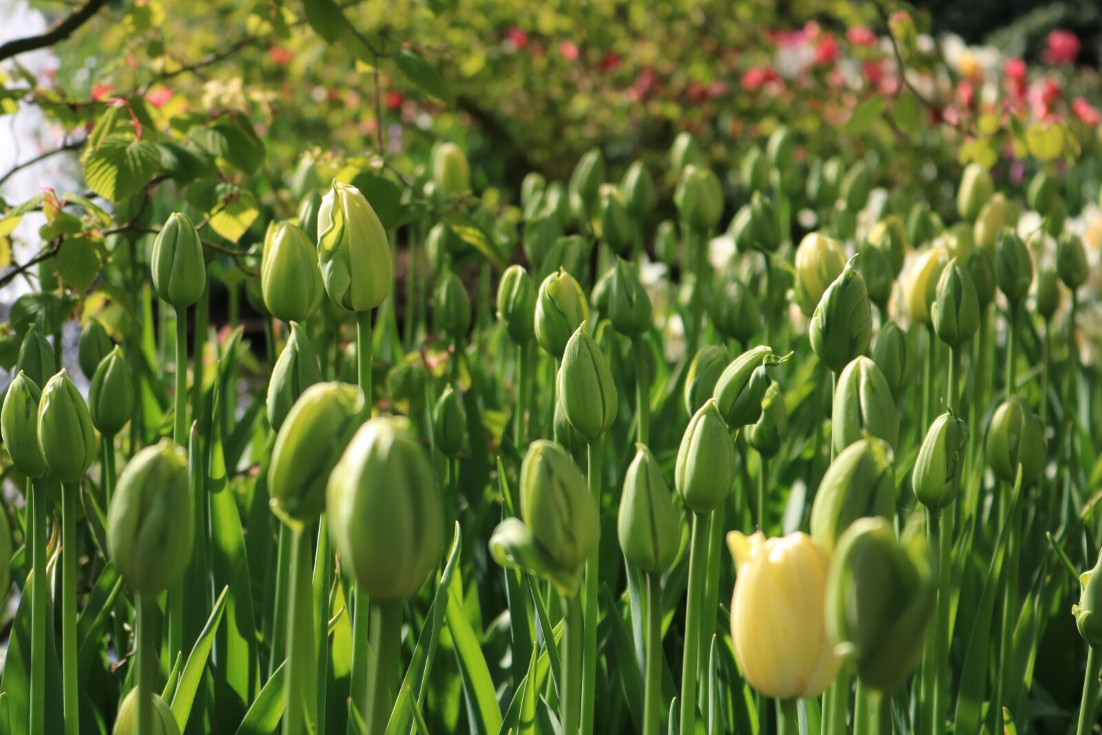 Canon EOS 750D (EOS Rebel T6i / EOS Kiss X8i) sample photo. Tulips, green, keukenhof photography