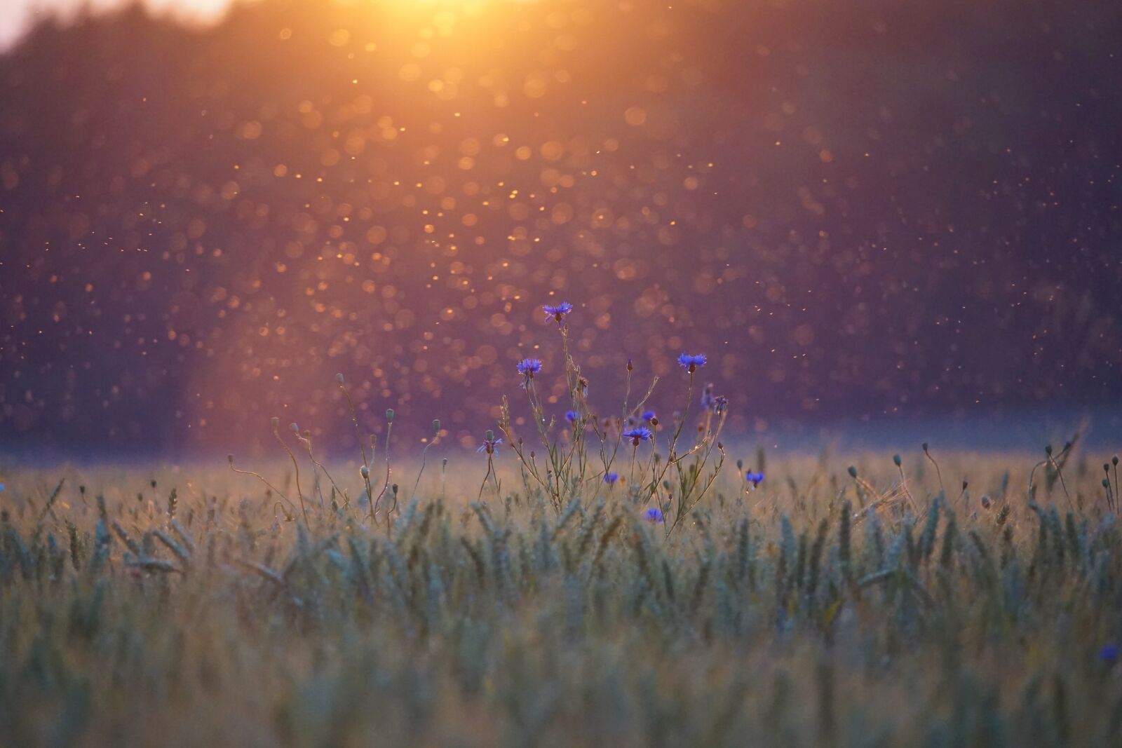 Sony a6000 + Sony E 70-350mm F4.5-6.3 G OSS sample photo. Cornflowers, sunset, mosquitoes photography