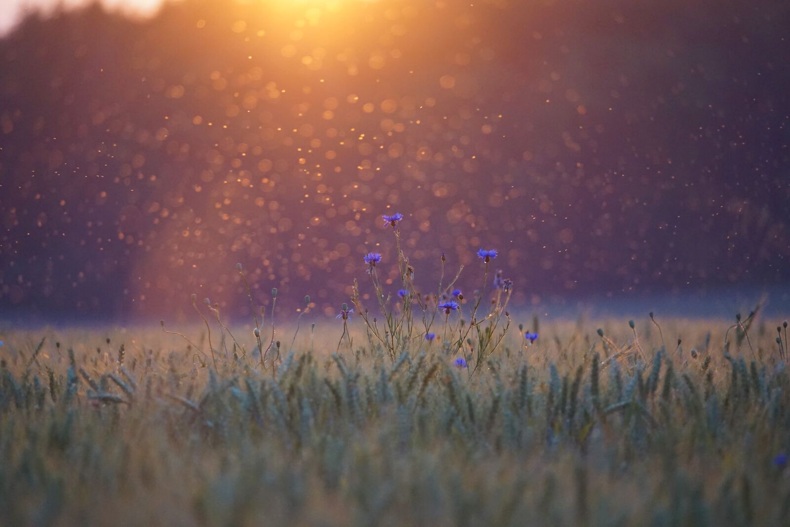 Sony E 70-350mm F4.5-6.3 G OSS sample photo. Cornflowers, sunset, mosquitoes photography