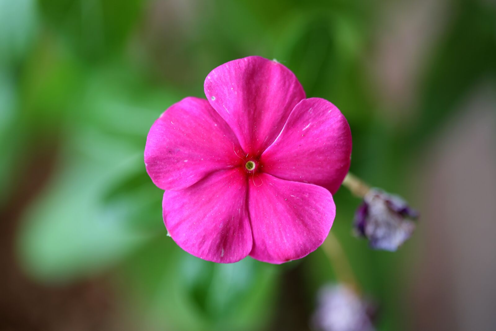 Canon EOS 5D Mark III sample photo. Good night flower, colorful photography