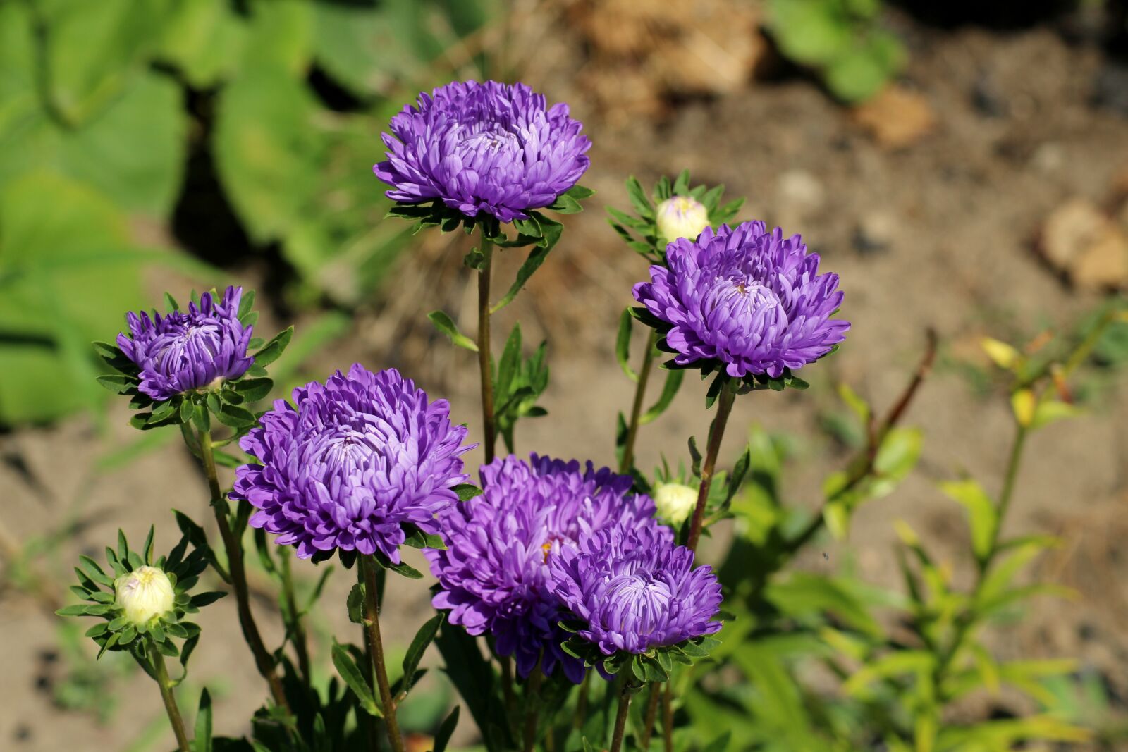 Canon EOS 1200D (EOS Rebel T5 / EOS Kiss X70 / EOS Hi) sample photo. Astra, purple flowers, violet photography