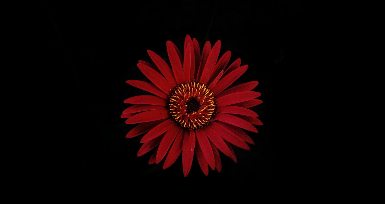 HTC ONE X9 DUAL SIM sample photo. Flower, flora, beauty photography