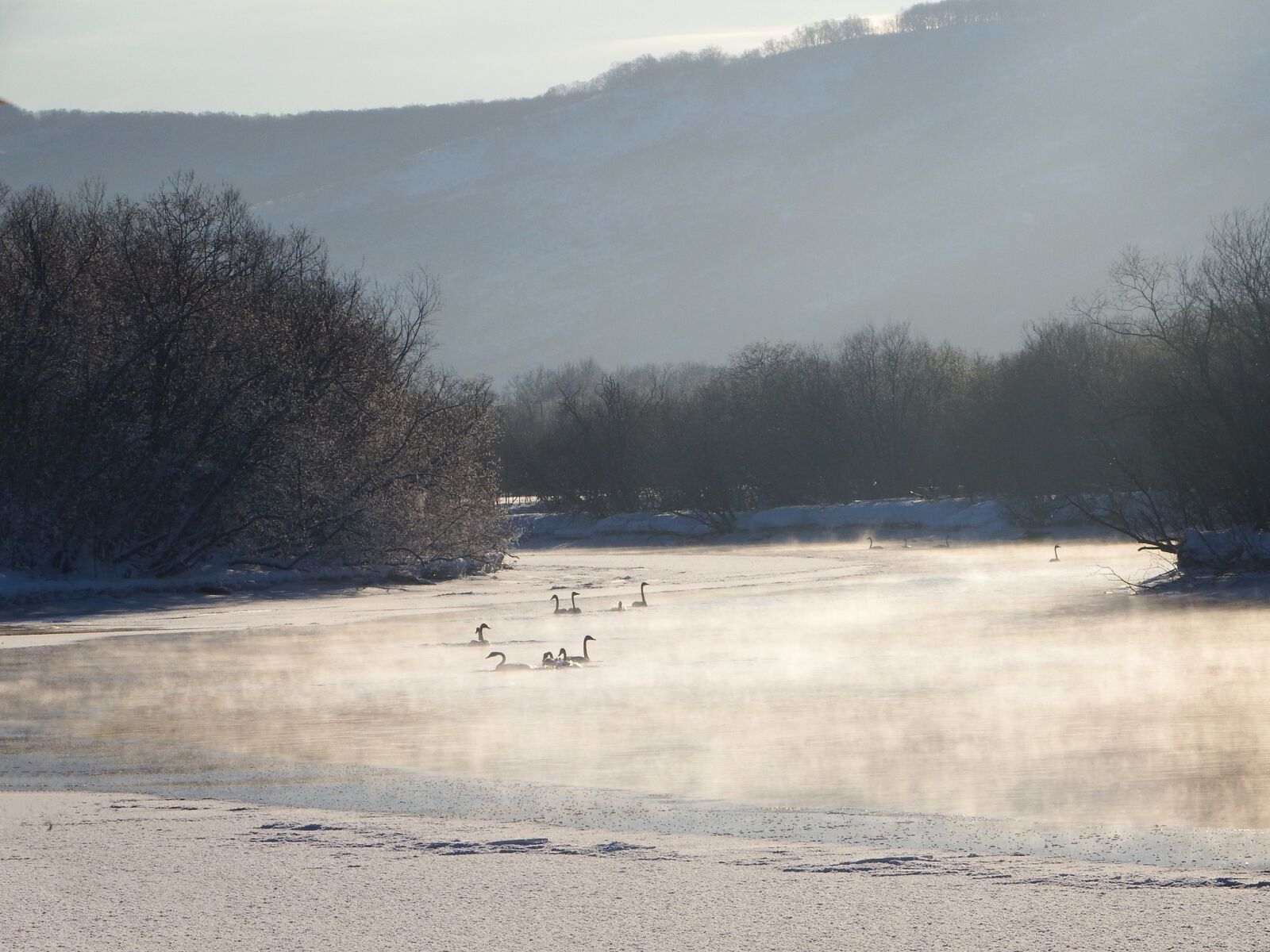 Fujifilm FinePix S1 sample photo. The wild swans, the photography