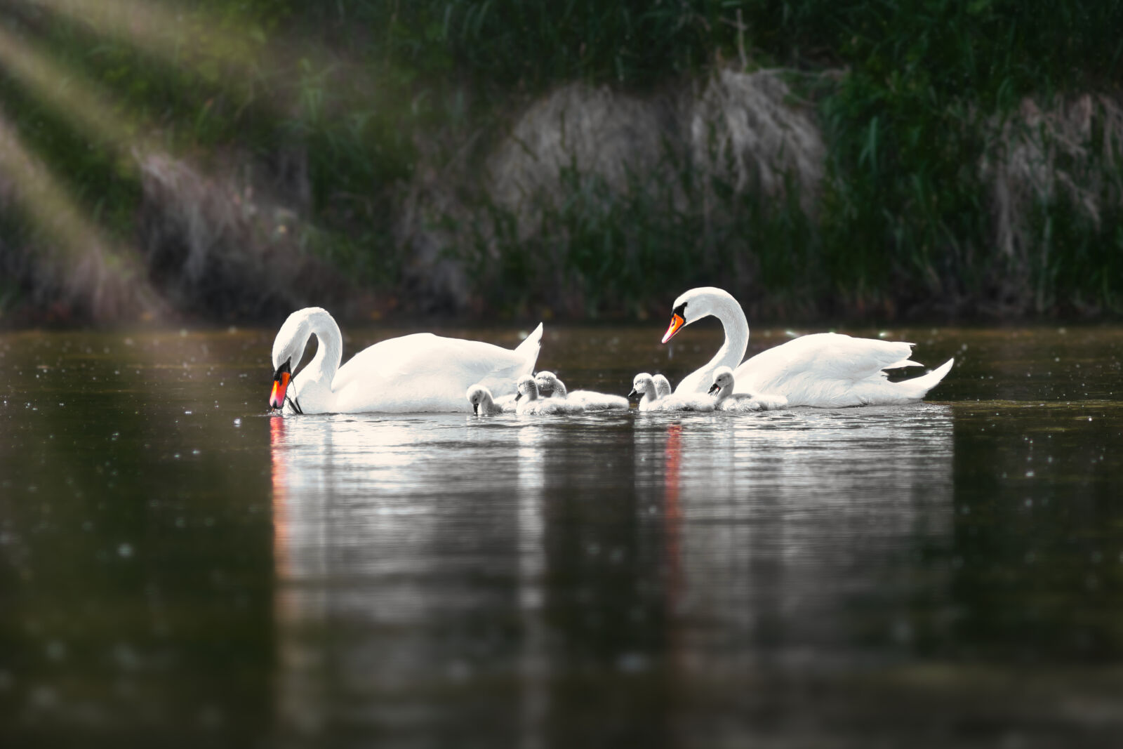 Canon EF 300mm F4L IS USM sample photo
