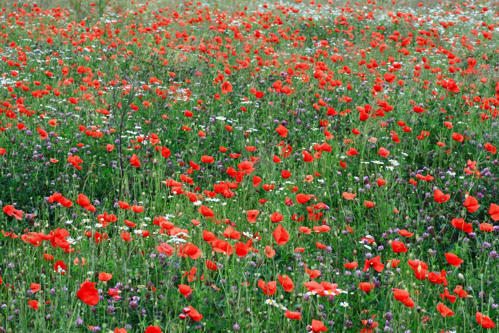 Canon EOS 50D sample photo. Flowers, meadow, nature photography