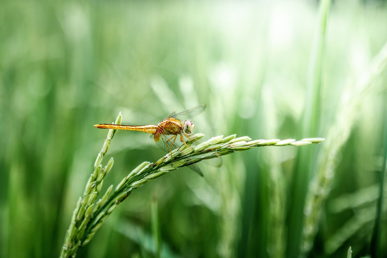 Canon EOS 750D (EOS Rebel T6i / EOS Kiss X8i) sample photo. Dragonfly, grain, green photography