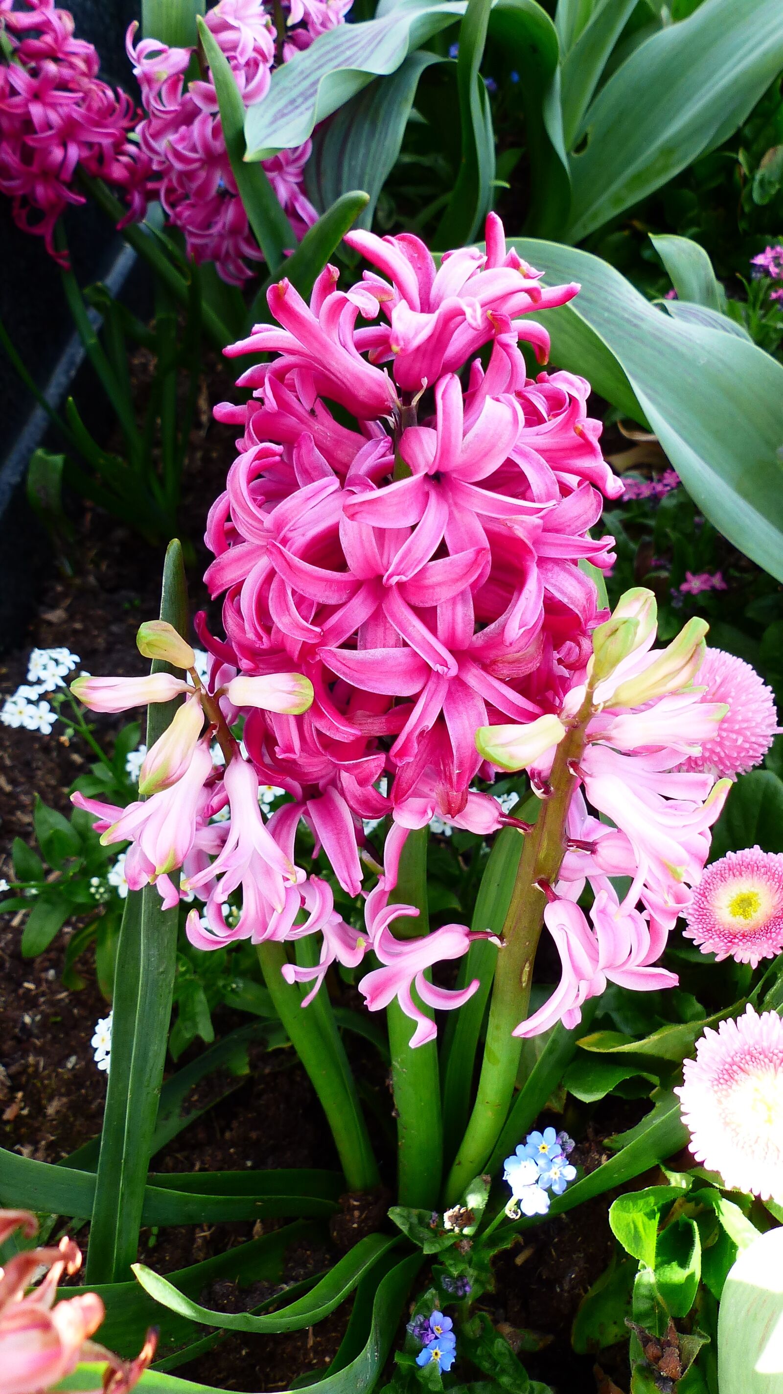 Panasonic Lumix DMC-FZ200 sample photo. Flower, plant, garden photography