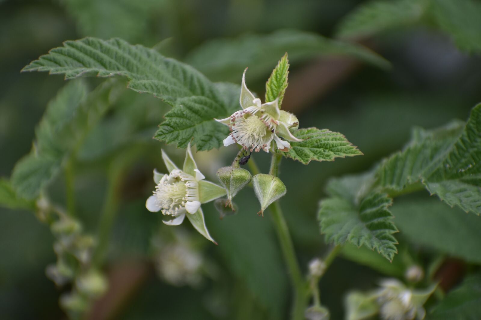 Nikon D3400 sample photo. Blackberry, flowers, bloom photography
