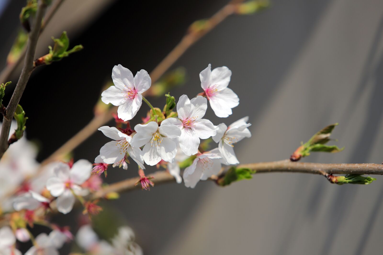 Canon EF 70-200mm F2.8L USM sample photo. Cherry blossom, spring, flowers photography