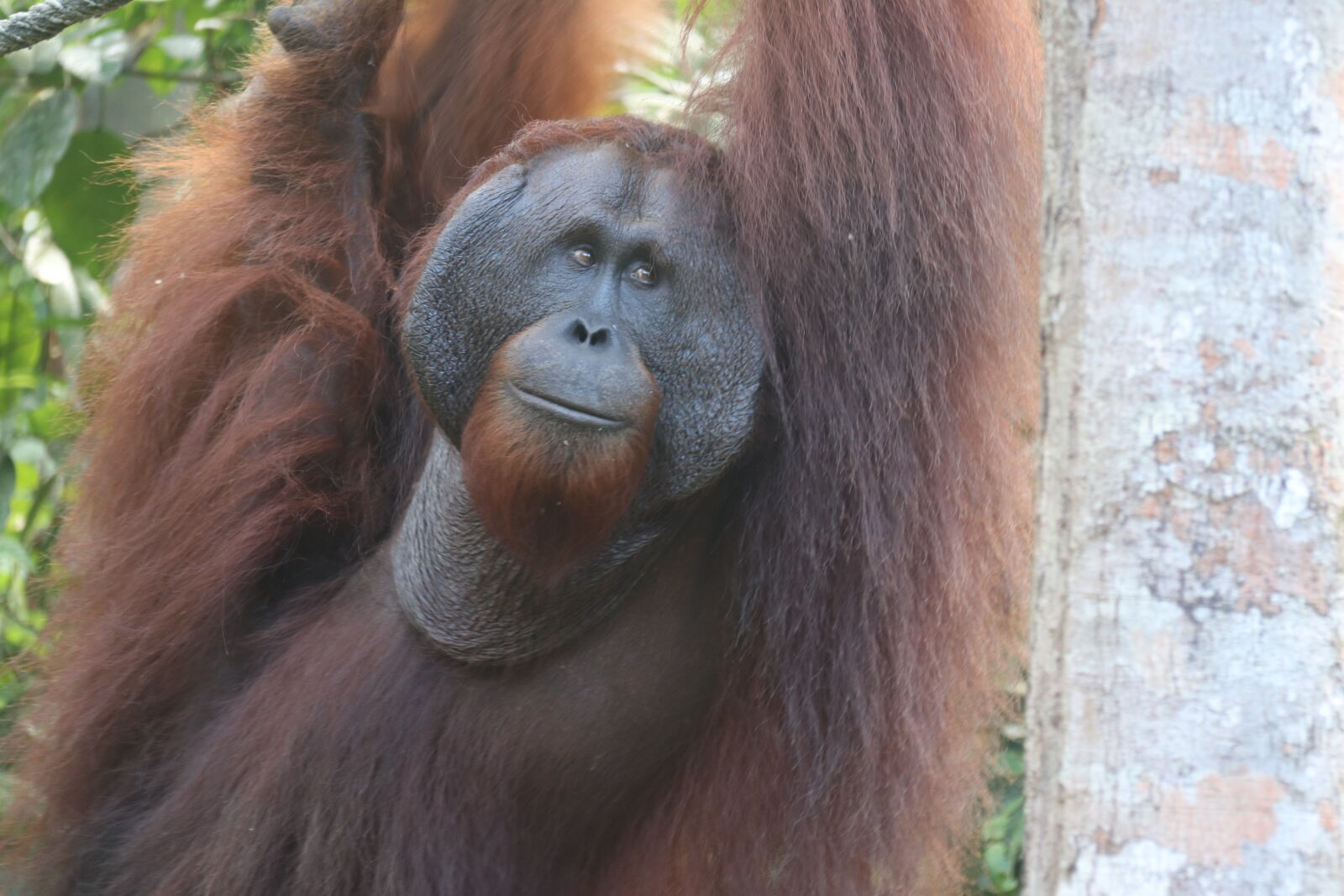 Canon EOS 80D + Canon EF-S 18-200mm F3.5-5.6 IS sample photo. Animal, nature, orangutan photography