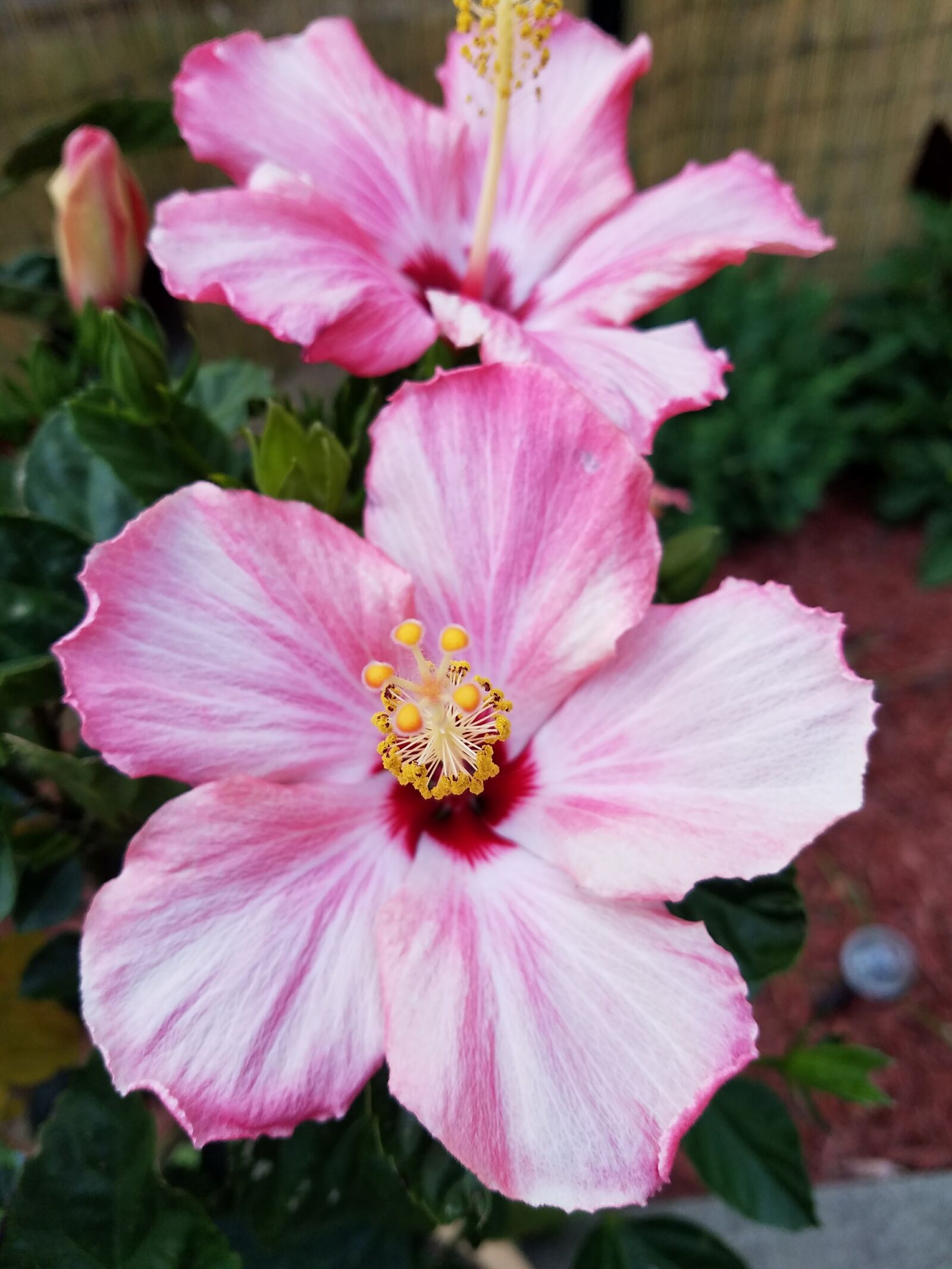 Samsung Galaxy S7 sample photo. Flower, hibiscus, garden photography