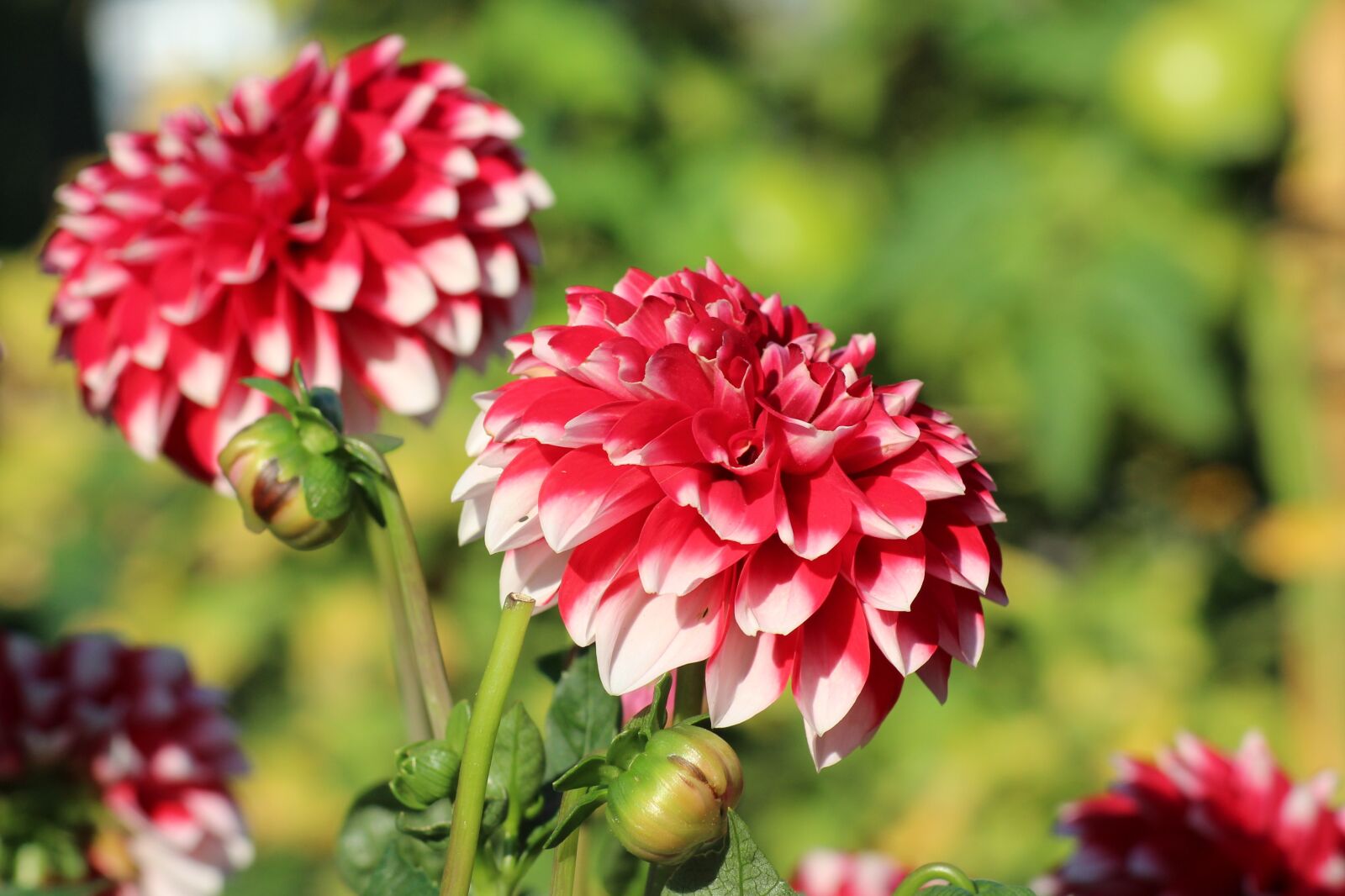 Canon EOS 1200D (EOS Rebel T5 / EOS Kiss X70 / EOS Hi) sample photo. Dahlias, georginie, flowers photography