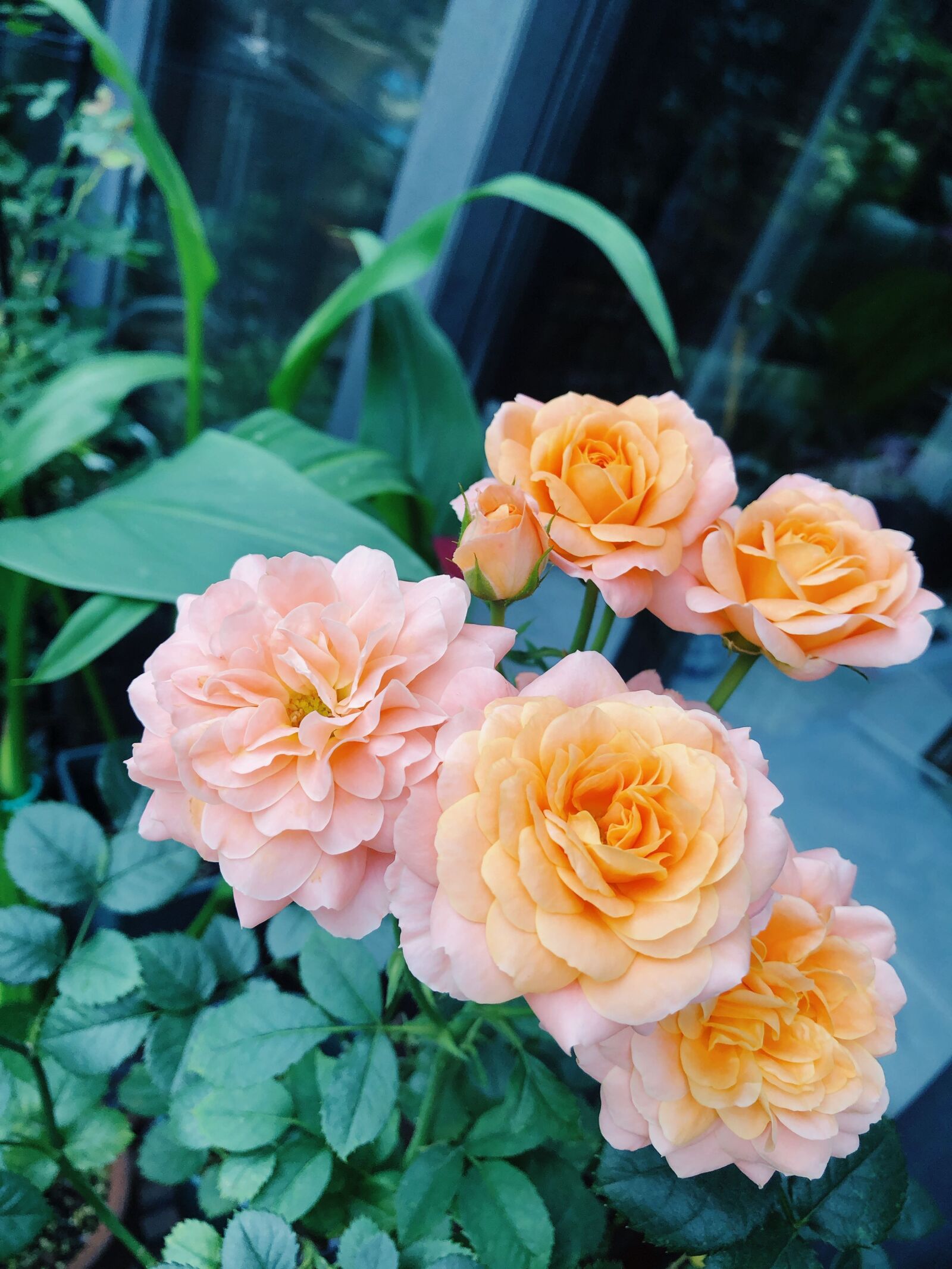 iPhone 8 Plus back dual camera 3.99mm f/1.8 sample photo. Flowers, garden, platycodon photography