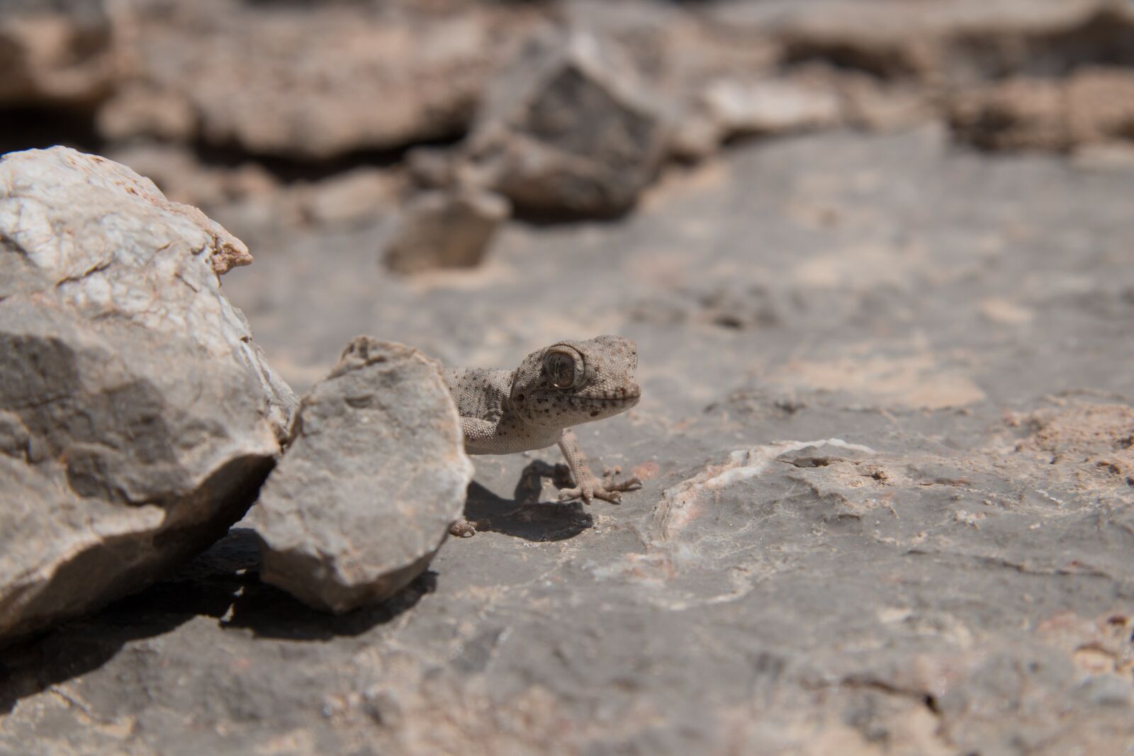 Canon EF-S 17-85mm F4-5.6 IS USM sample photo. Iran, gecko, desert photography