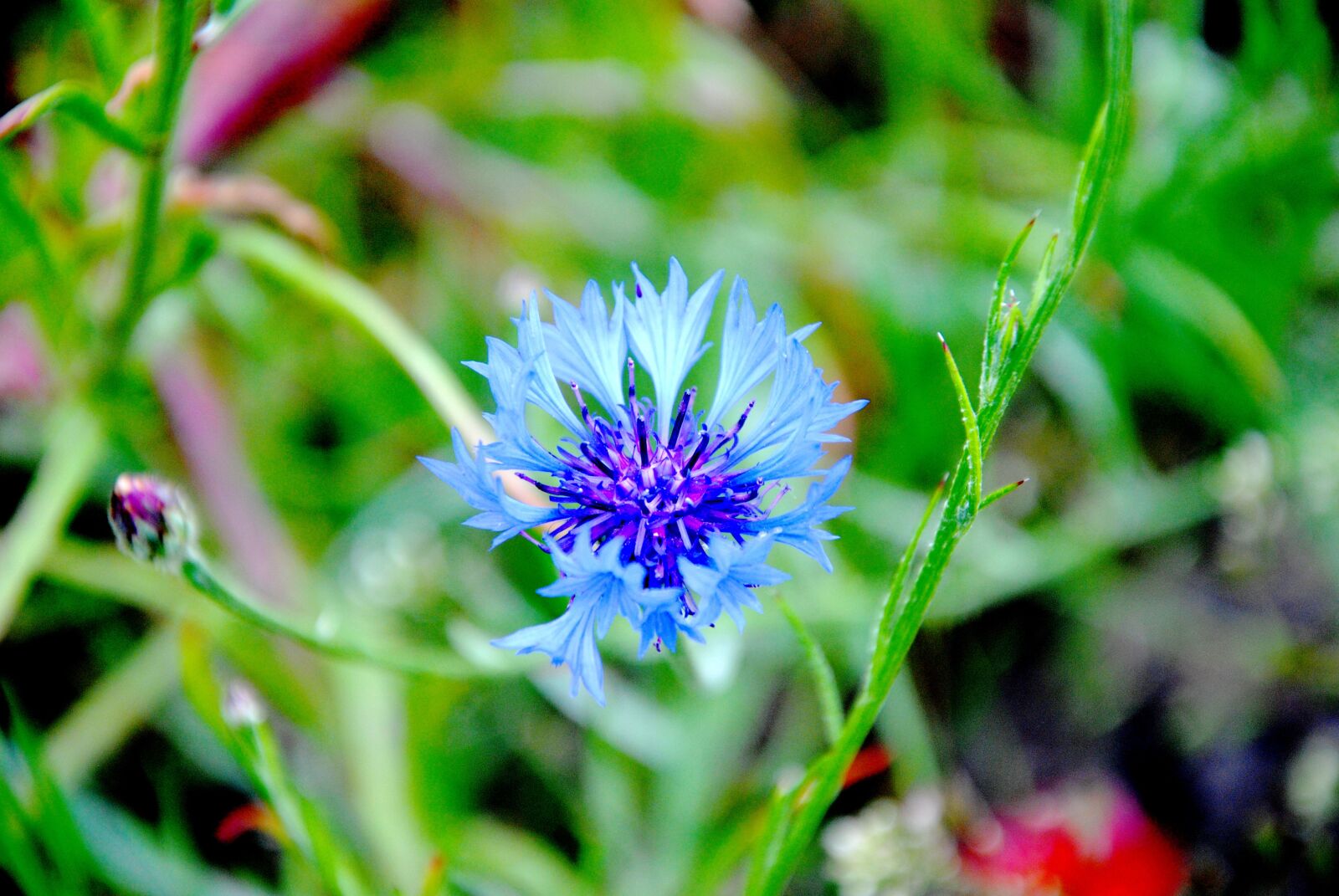 Nikon D3000 sample photo. Cornflower, blue, flora photography