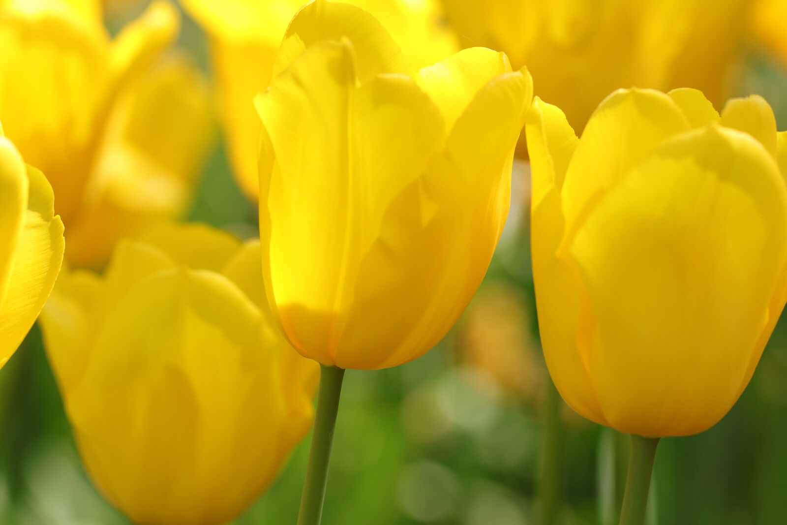 Canon EF 100mm F2.8L Macro IS USM sample photo. Tulips, tulip, flowers photography