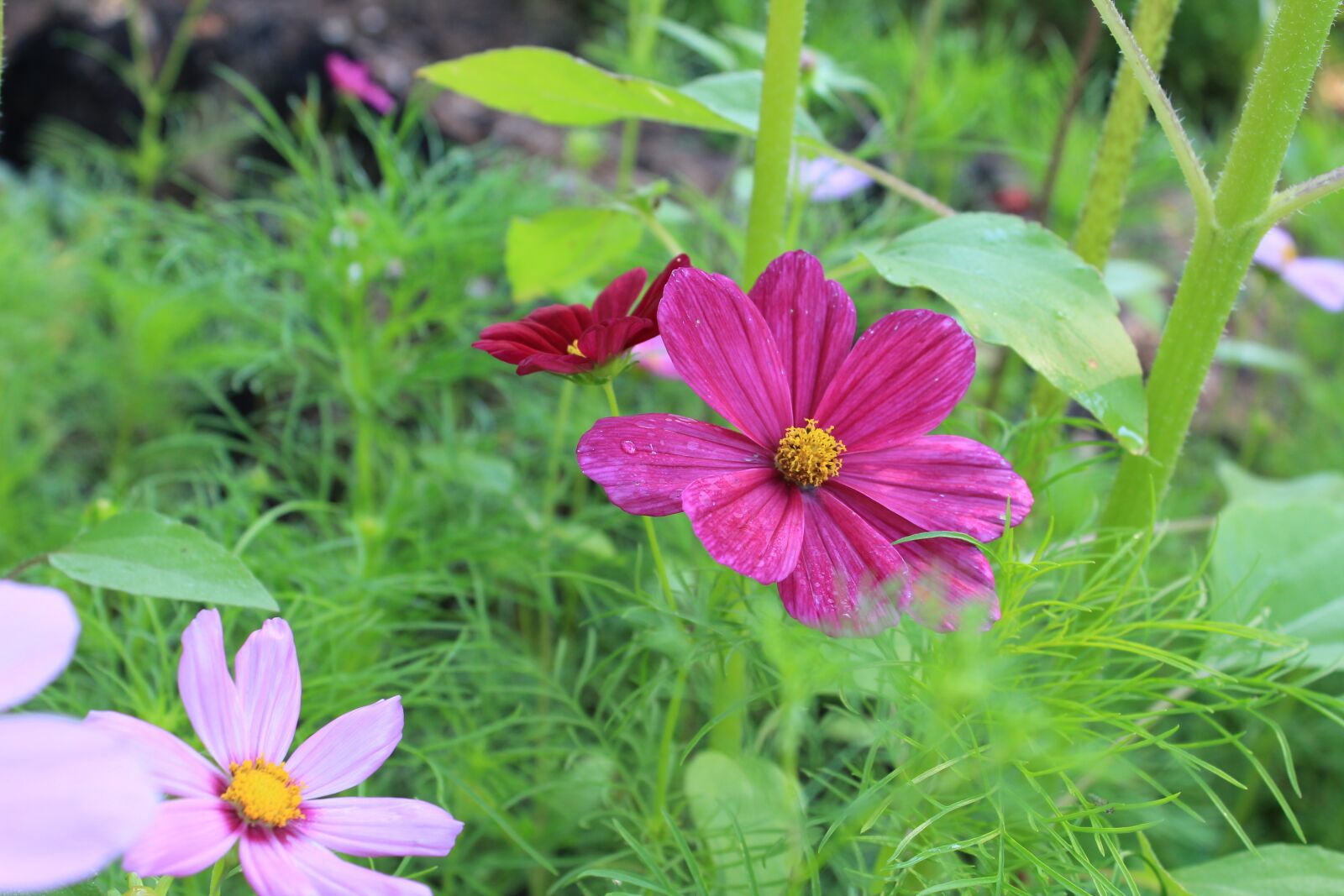 Canon EOS 550D (EOS Rebel T2i / EOS Kiss X4) sample photo. Nature, summer, flower photography