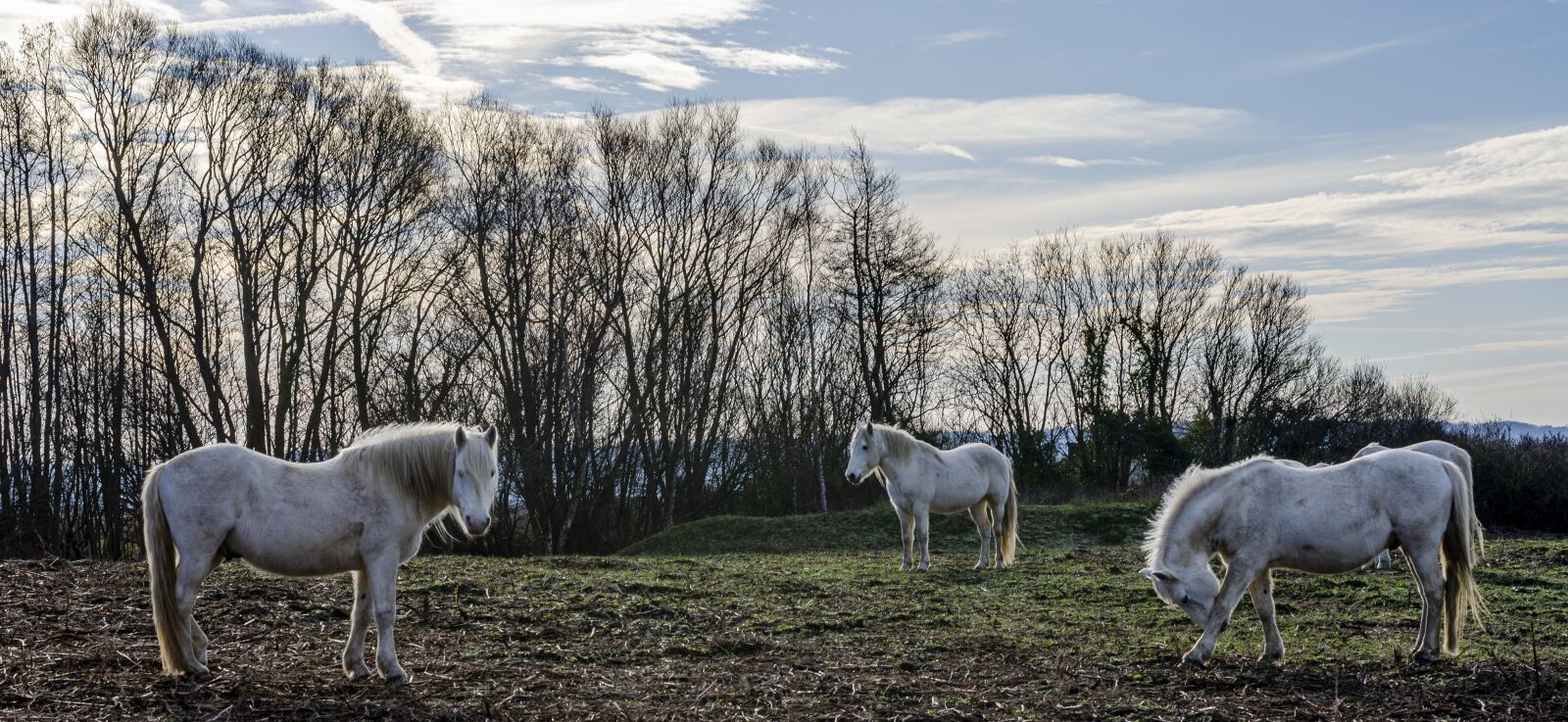 Nikon D7000 sample photo. Horse, horses, camargue photography