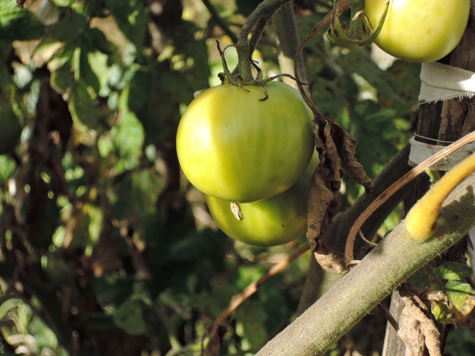 Nikon Coolpix P340 sample photo. Tomato, food, tomatoes photography