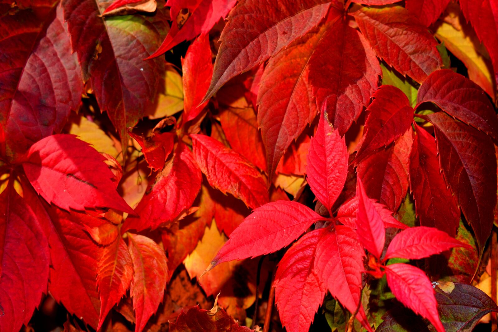 Nikon D3500 sample photo. Leaves, red, plant photography
