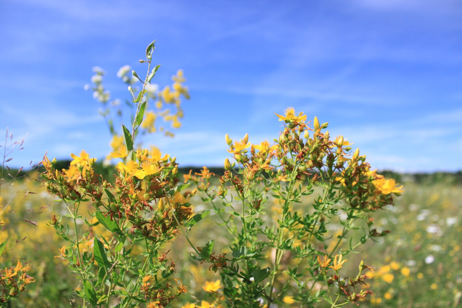 Canon EOS 500D (EOS Rebel T1i / EOS Kiss X3) sample photo. Blue, flowers, sky photography