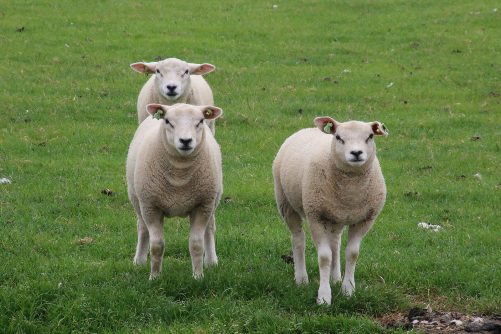Canon EOS 70D sample photo. Texel, sheep, lamb photography