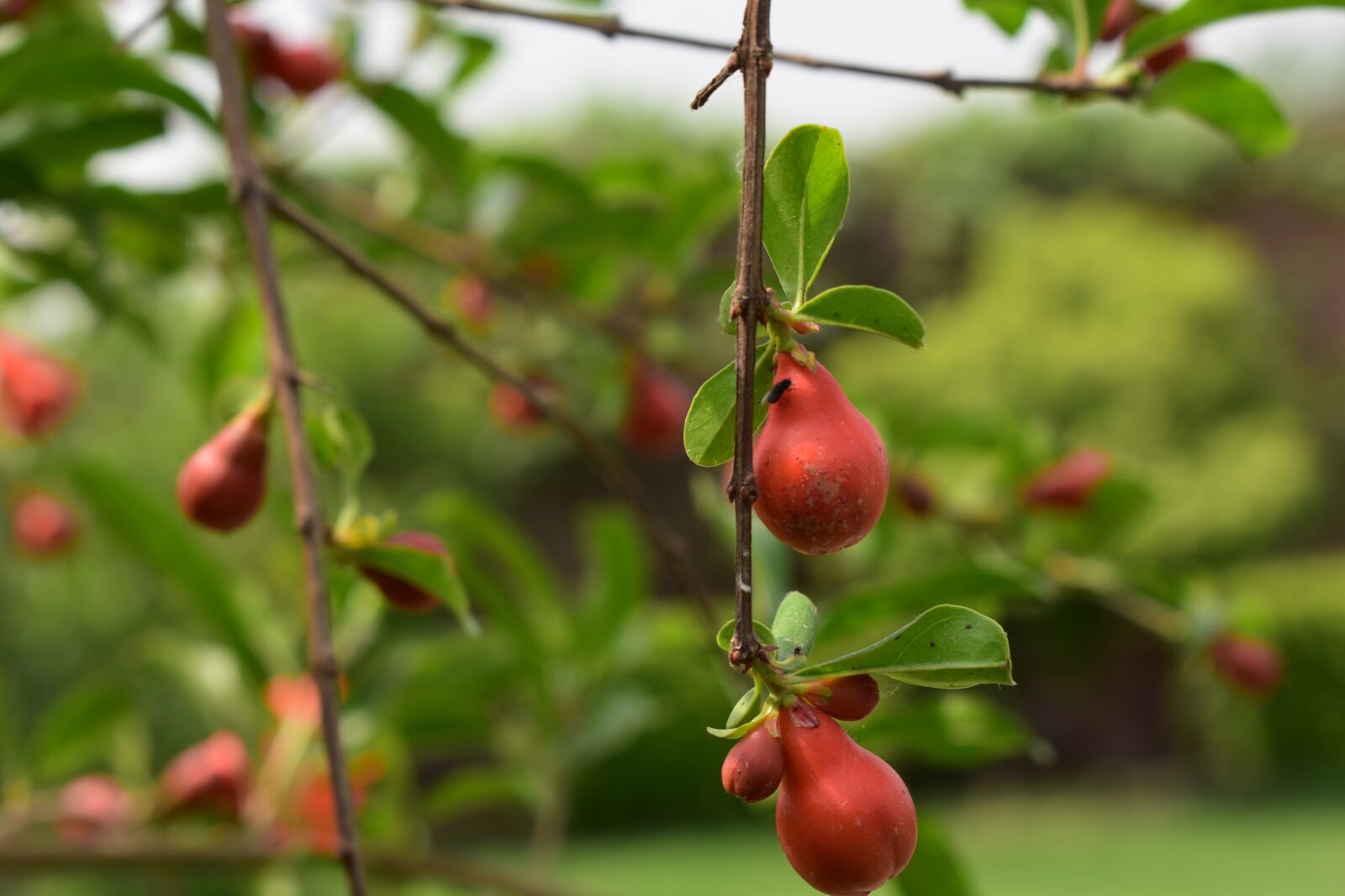 Nikon D3400 sample photo. Garden, gardening, plant photography
