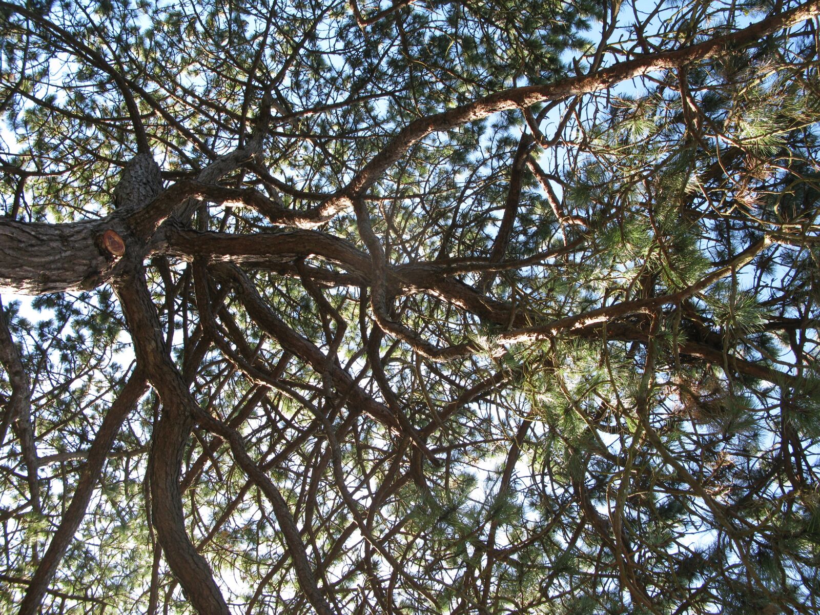 Canon POWERSHOT G9 sample photo. Canopy, nature, tree photography