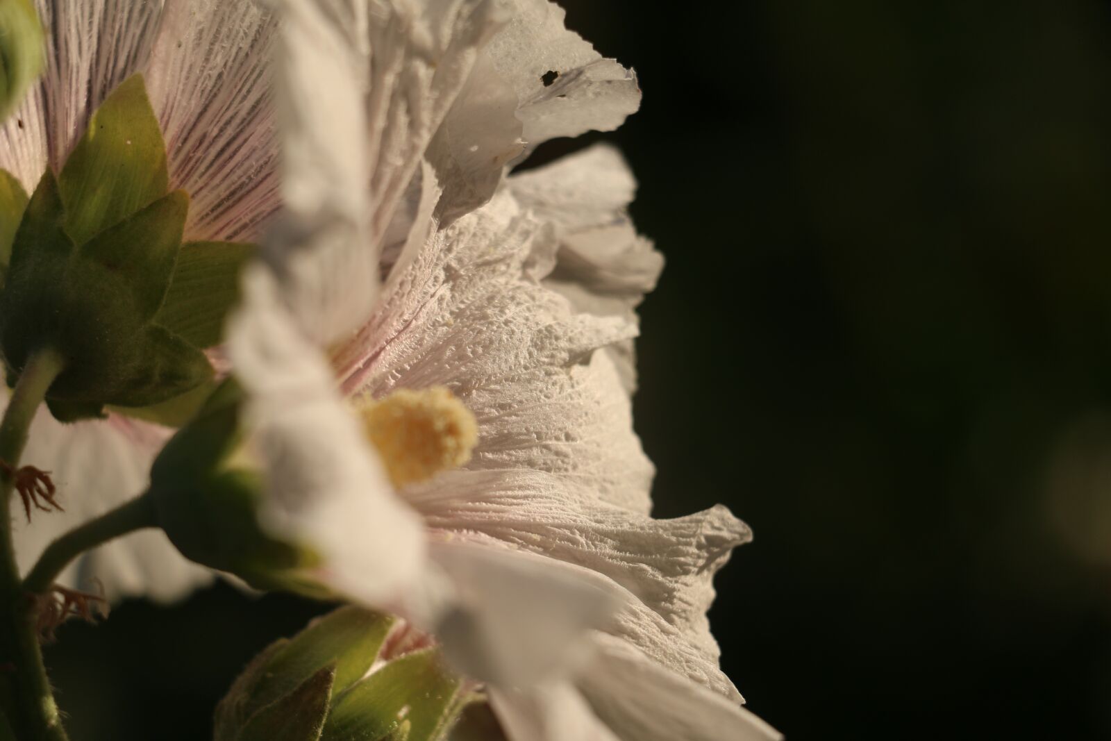 Canon EOS 70D sample photo. Flower, spring, white photography