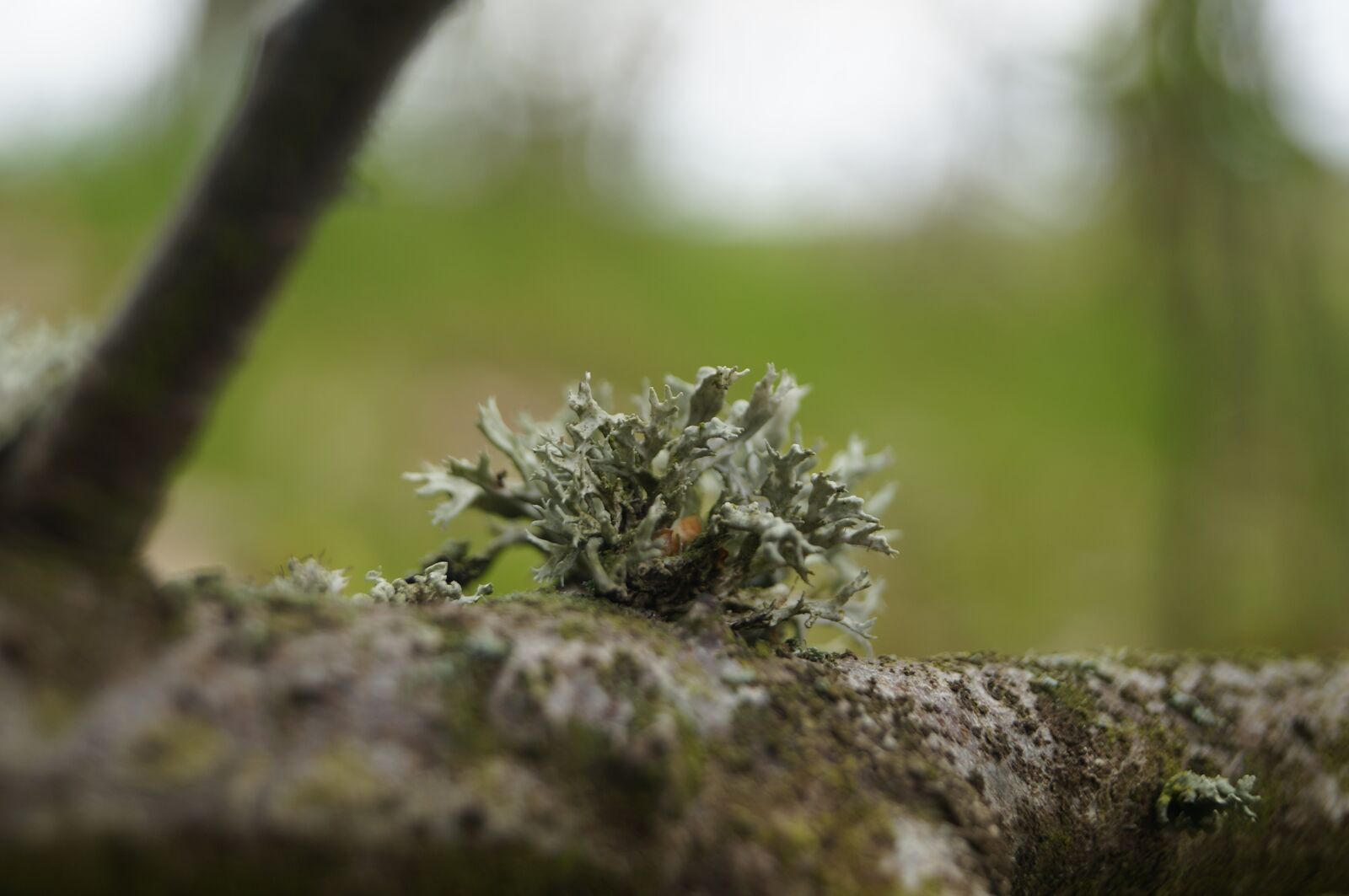 Sony SLT-A57 sample photo. Wood, natural, bark photography