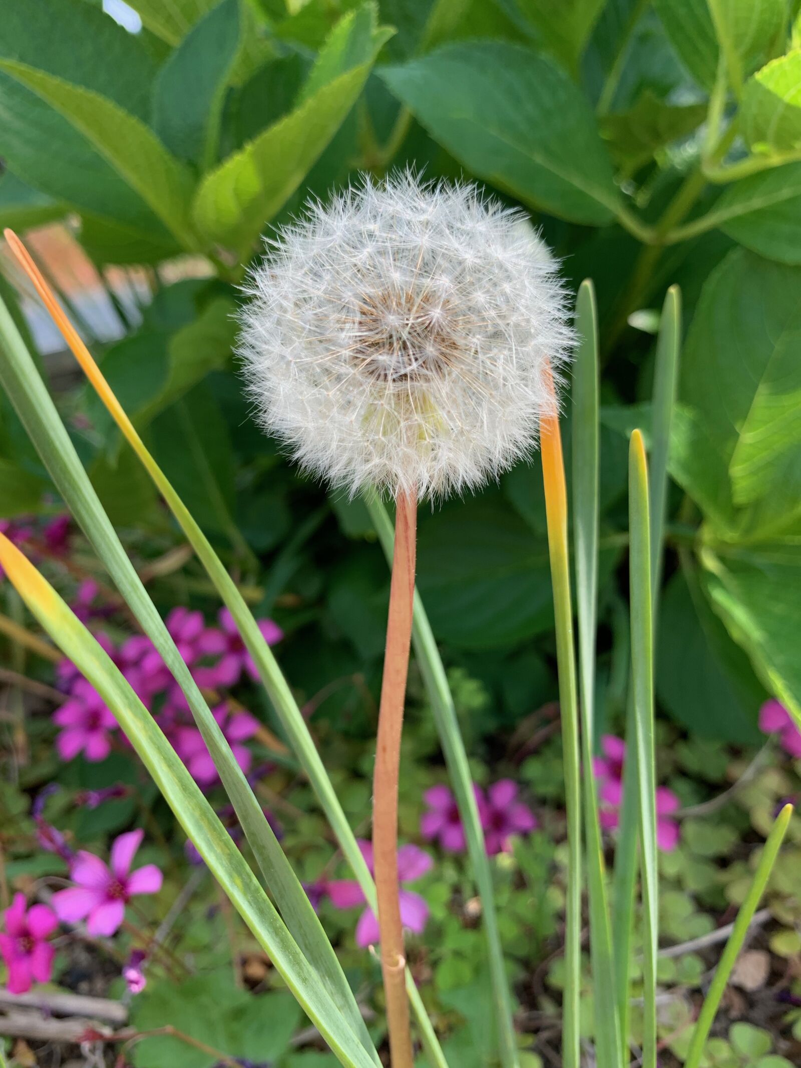 Apple iPhone XS Max sample photo. Dandelion, roadside flowers, flower photography