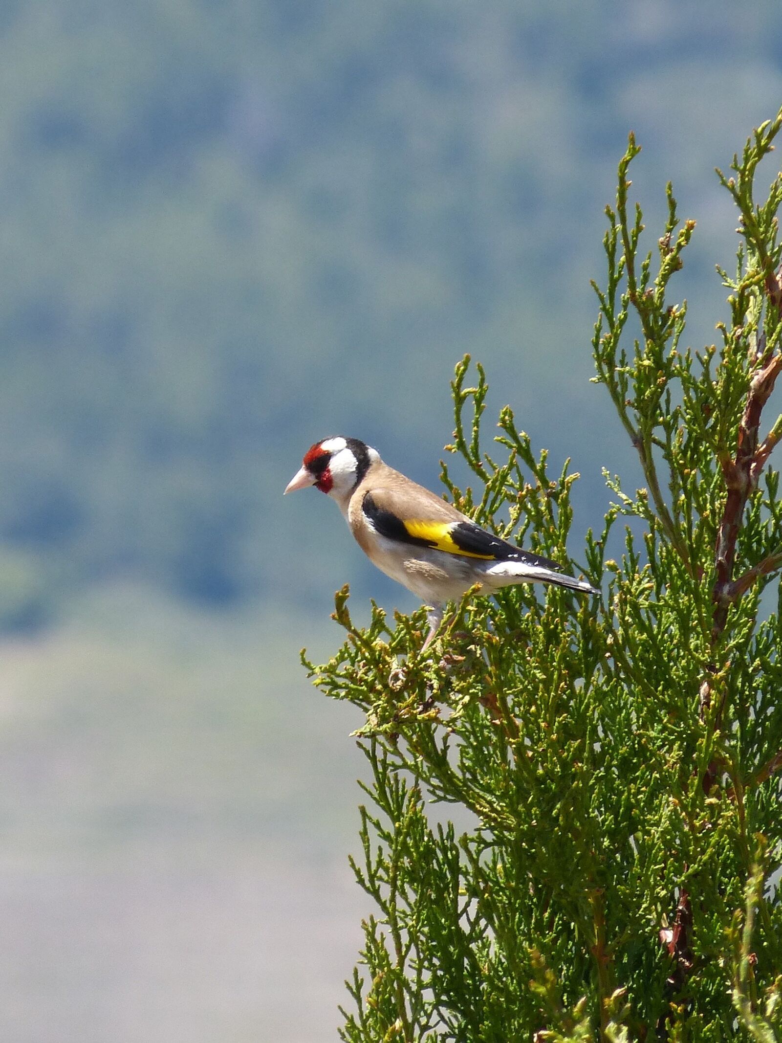 Panasonic DMC-FZ62 sample photo. Goldfinch, singing, trill photography