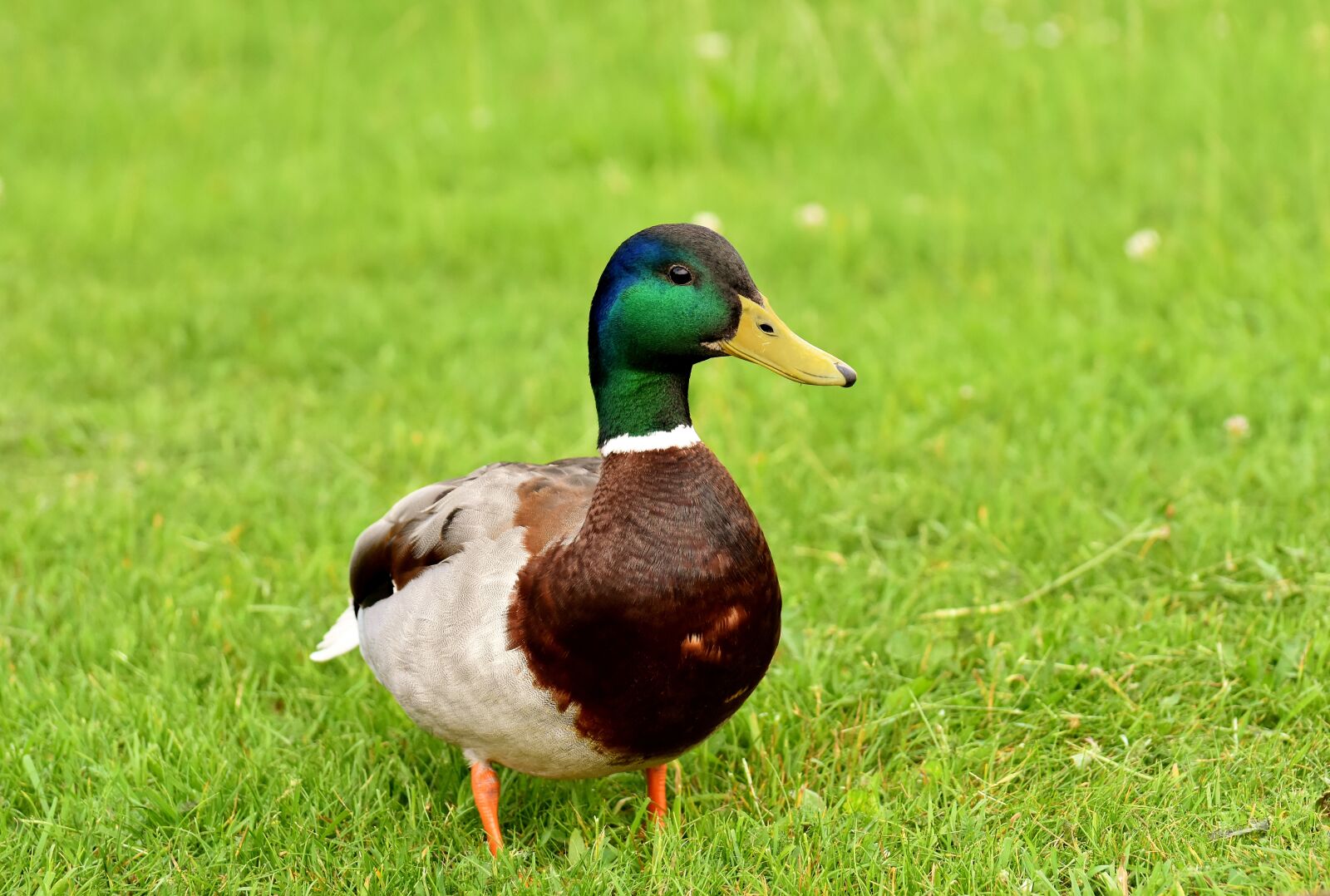 Nikon D7200 sample photo. Mallard, males, water bird photography