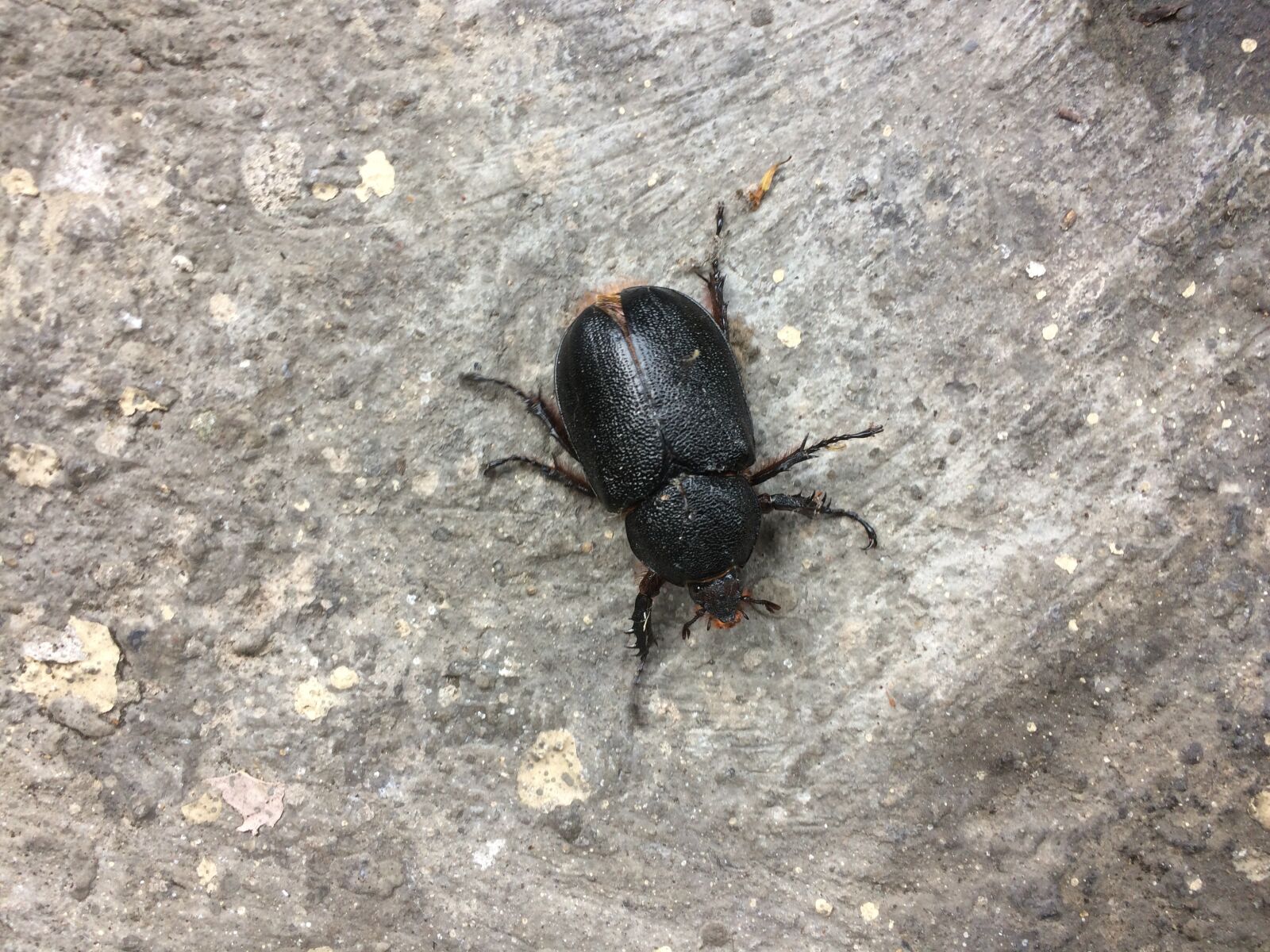 iPhone 5s back camera 4.15mm f/2.2 sample photo. Bug, nature, insect photography