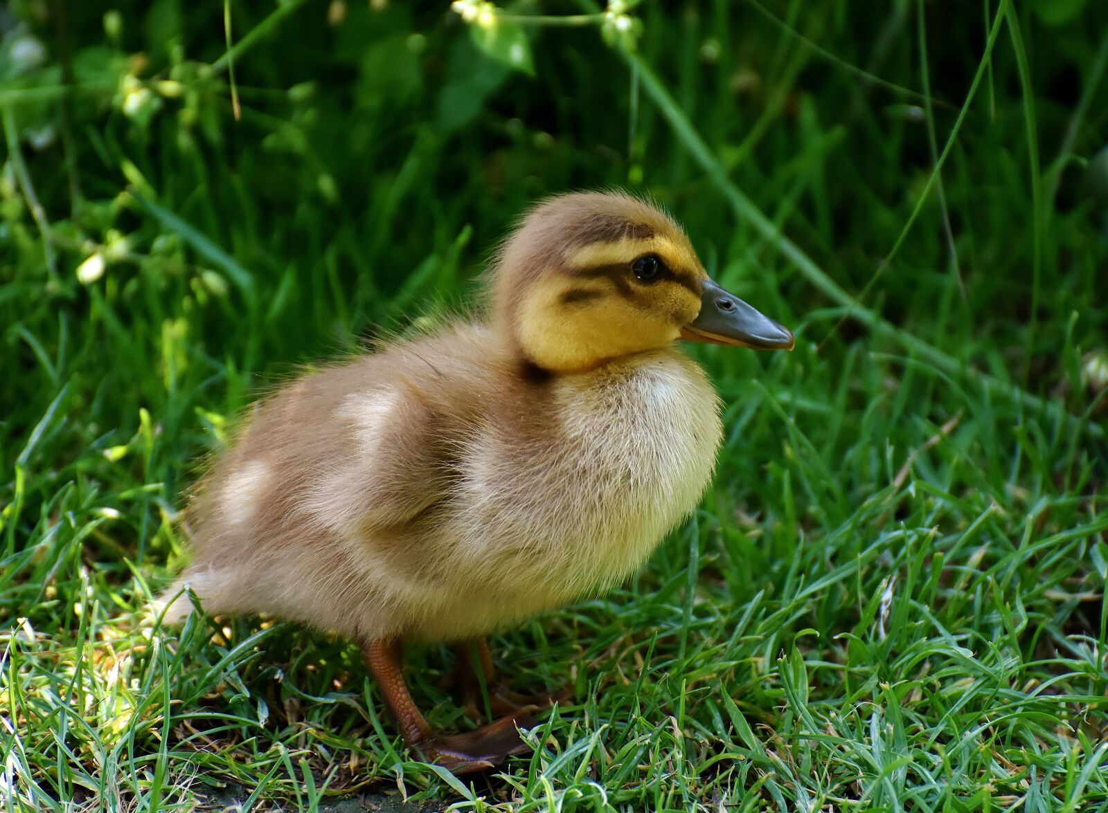 Nikon D7200 sample photo. Chicks, ducklings, mallard photography