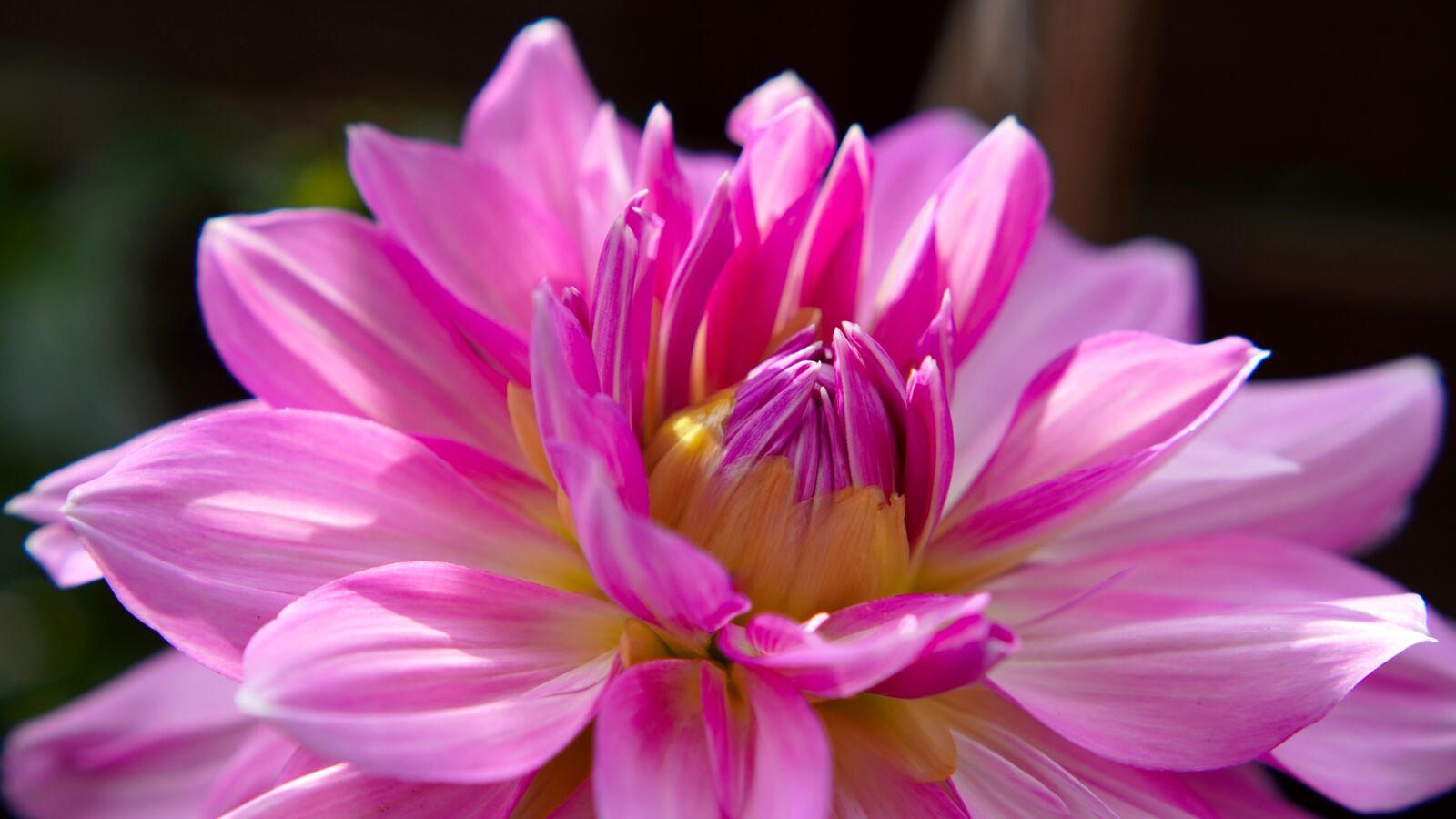 Sony a6400 + E 50mm F1.8 OSS sample photo. Dahlia, blossom, bloom photography