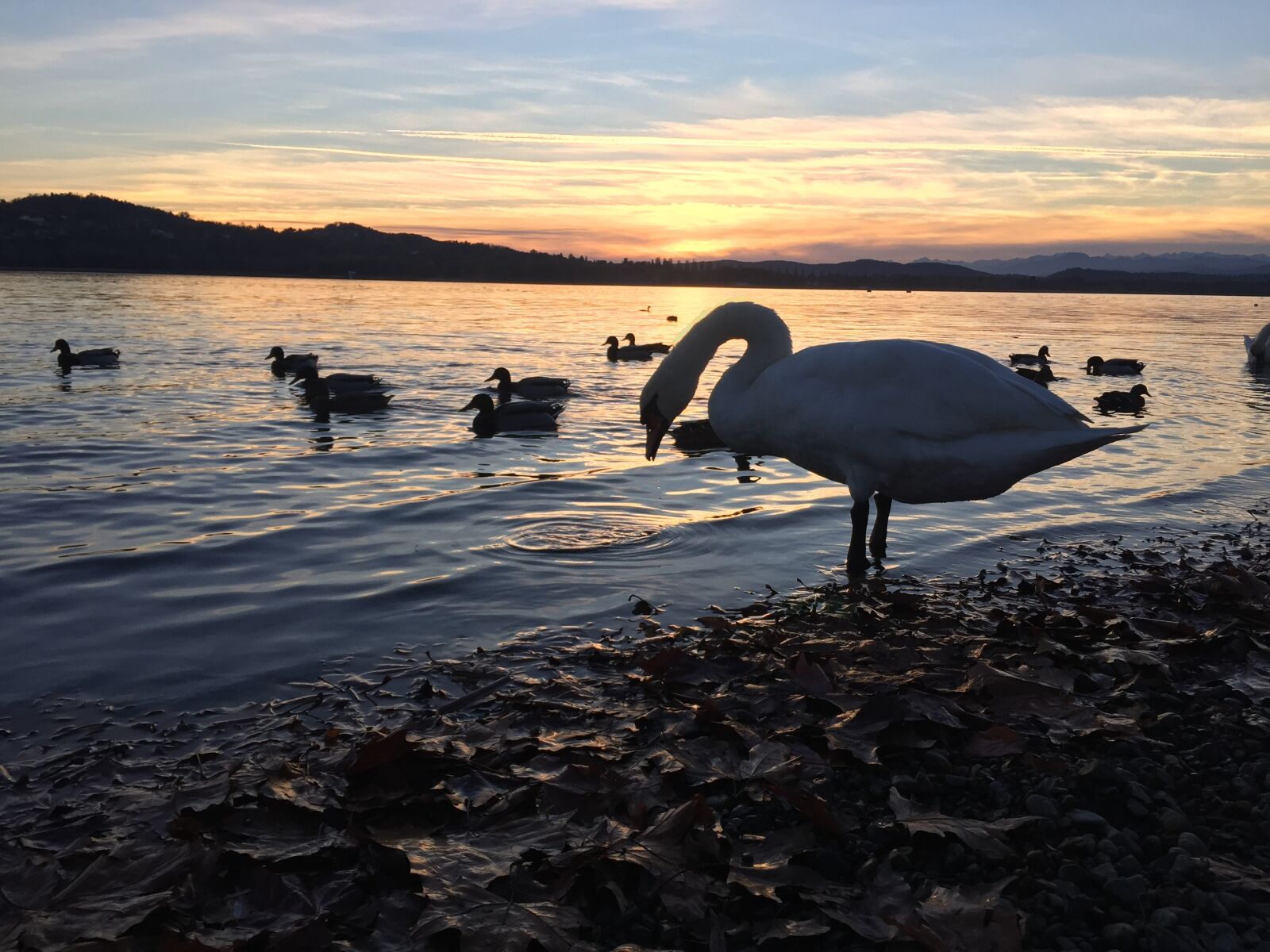 Apple iPhone 6 sample photo. Swan, sunset, lake photography